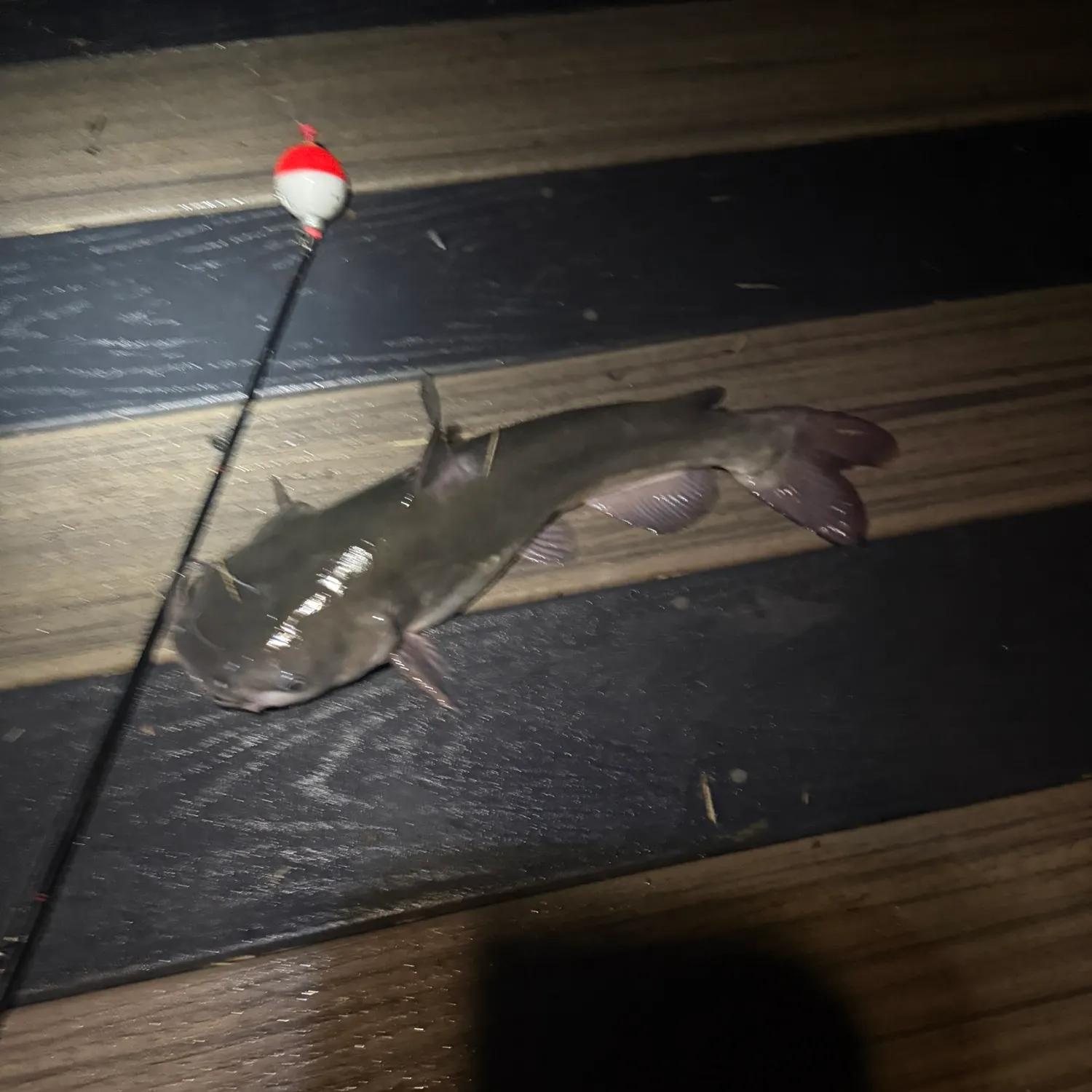 Channel catfish caught on Fishbrain