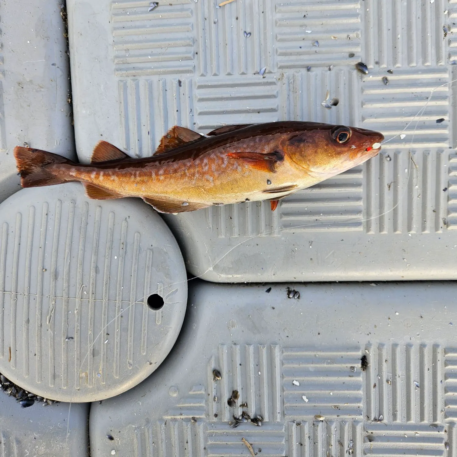 The most recent Alaska pollock catches on Fishbrain