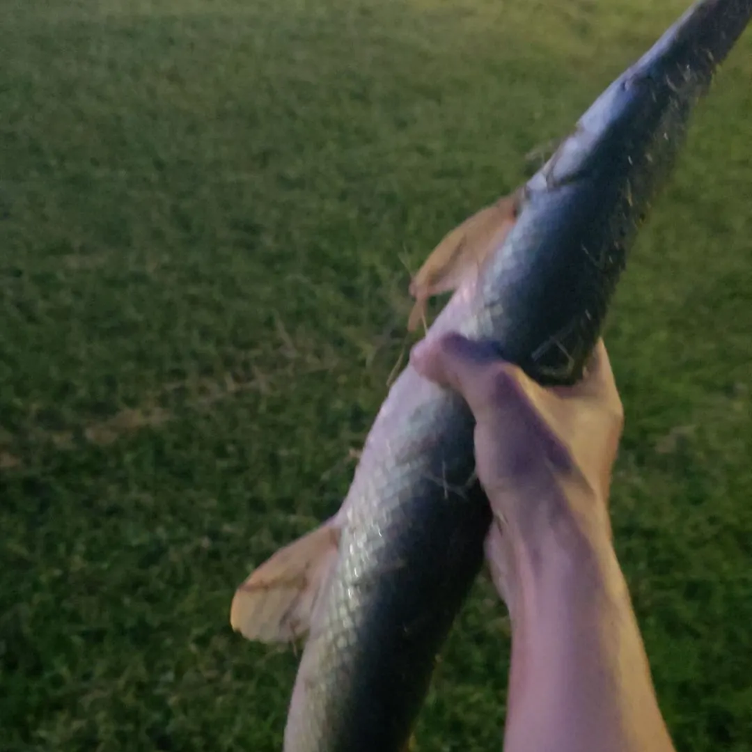 Shortnose gar caught on Fishbrain