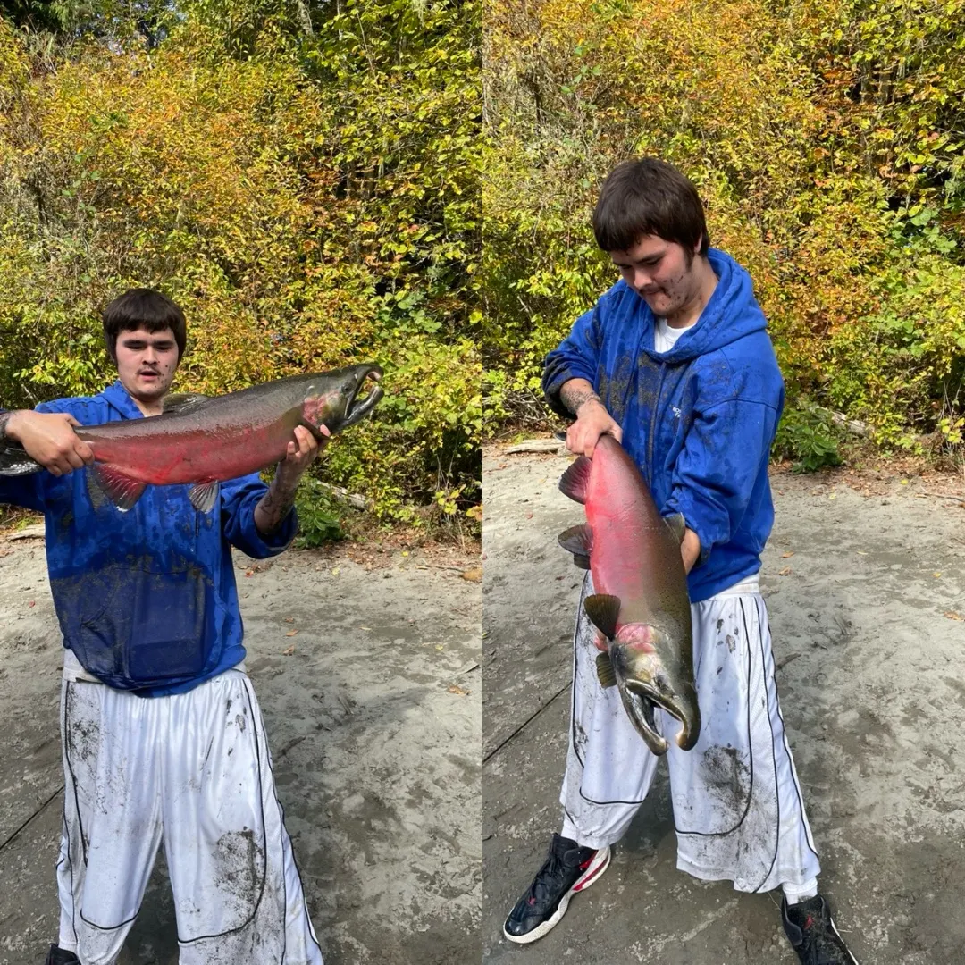 Coho salmon caught on Fishbrain