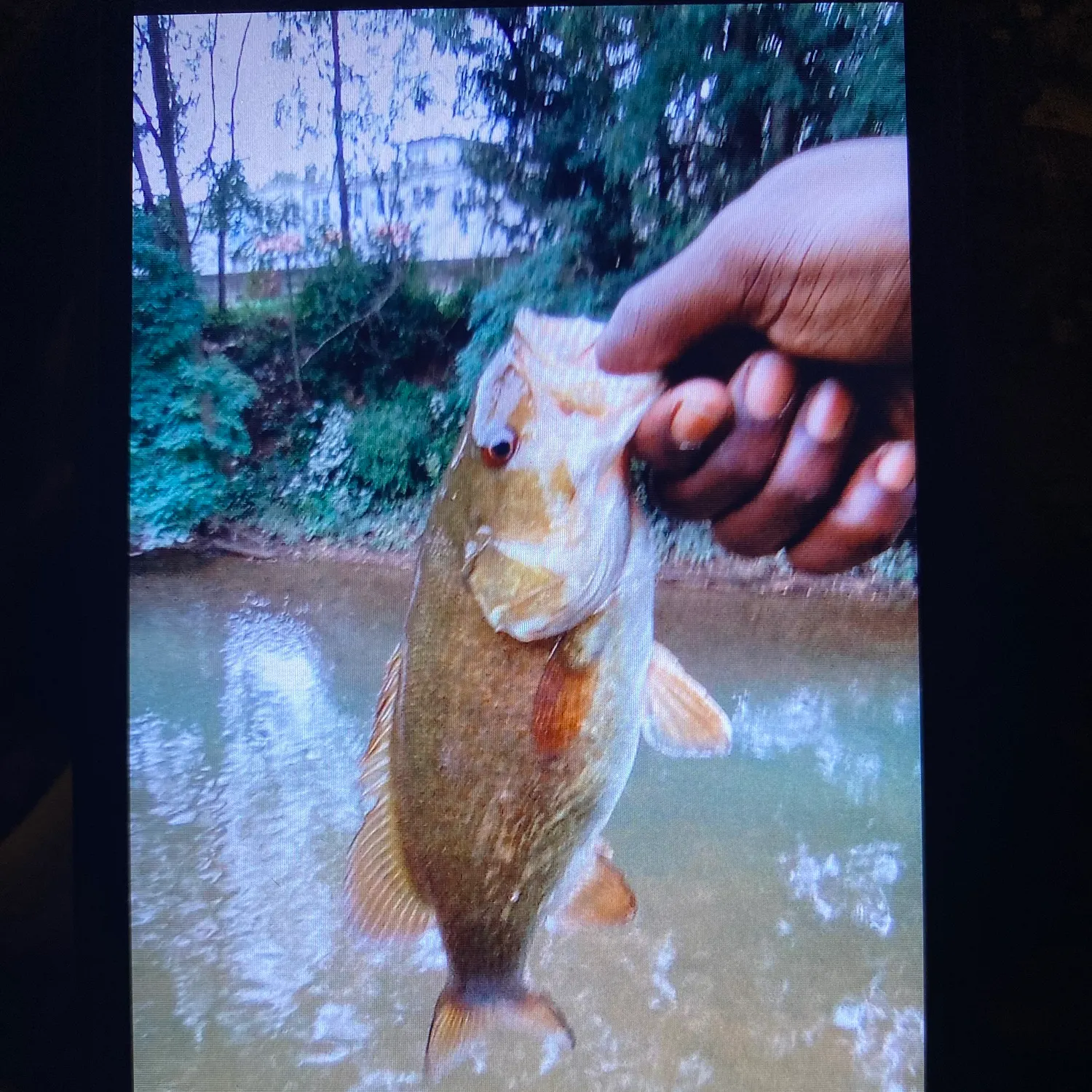 Smallmouth bass caught on Fishbrain