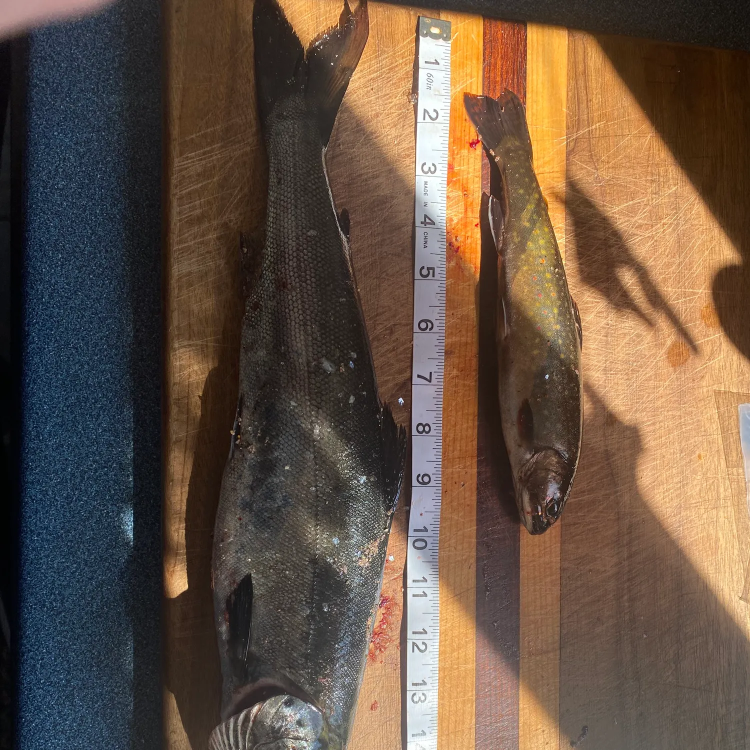 recently logged catches