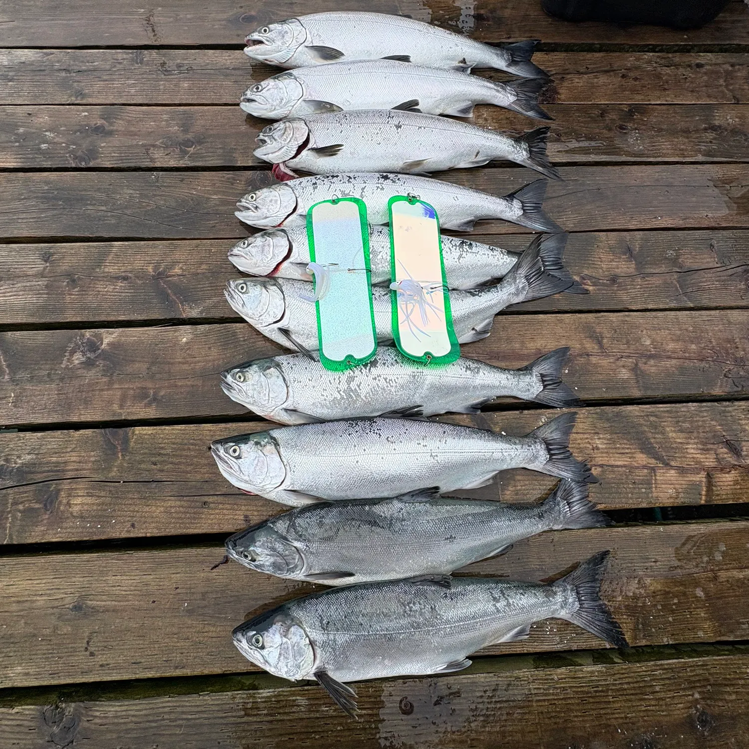 The most recent Coho salmon catches on Fishbrain