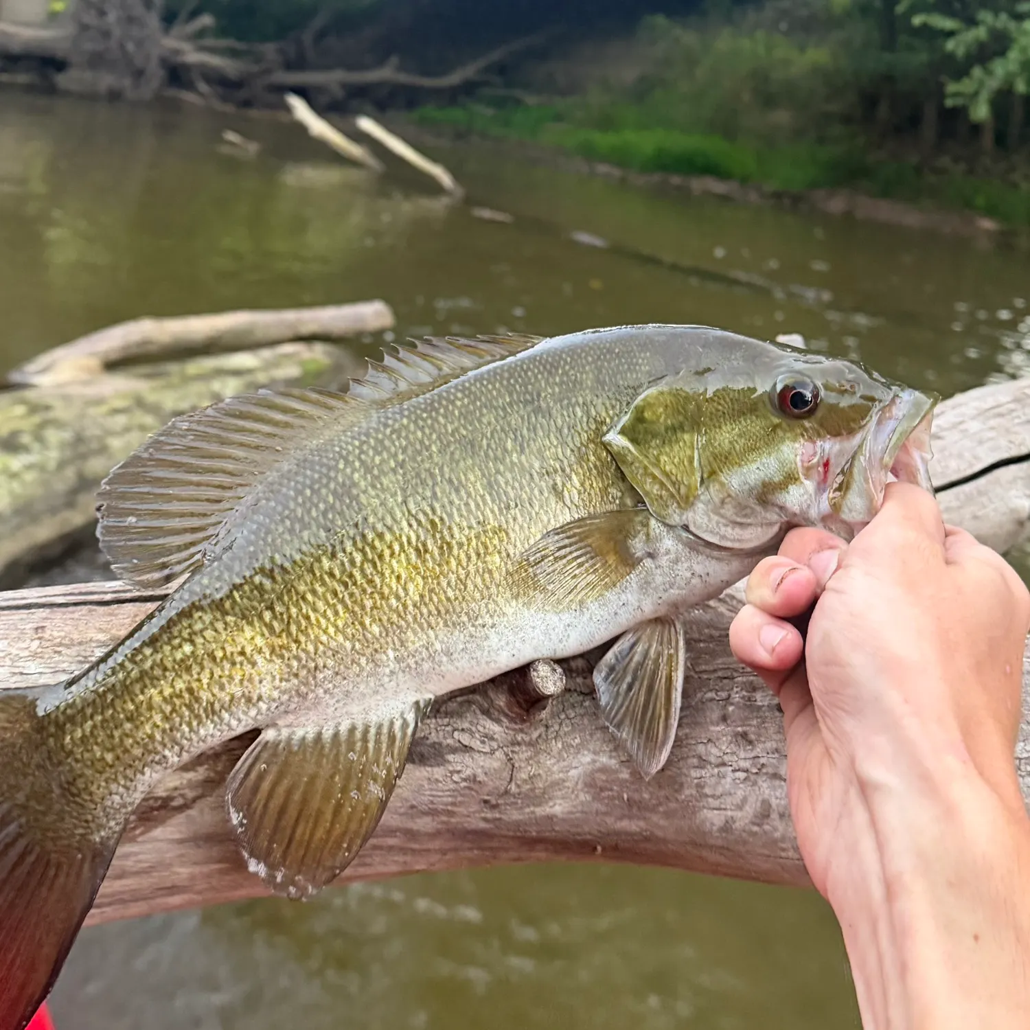 Smallmouth bass caught on Fishbrain