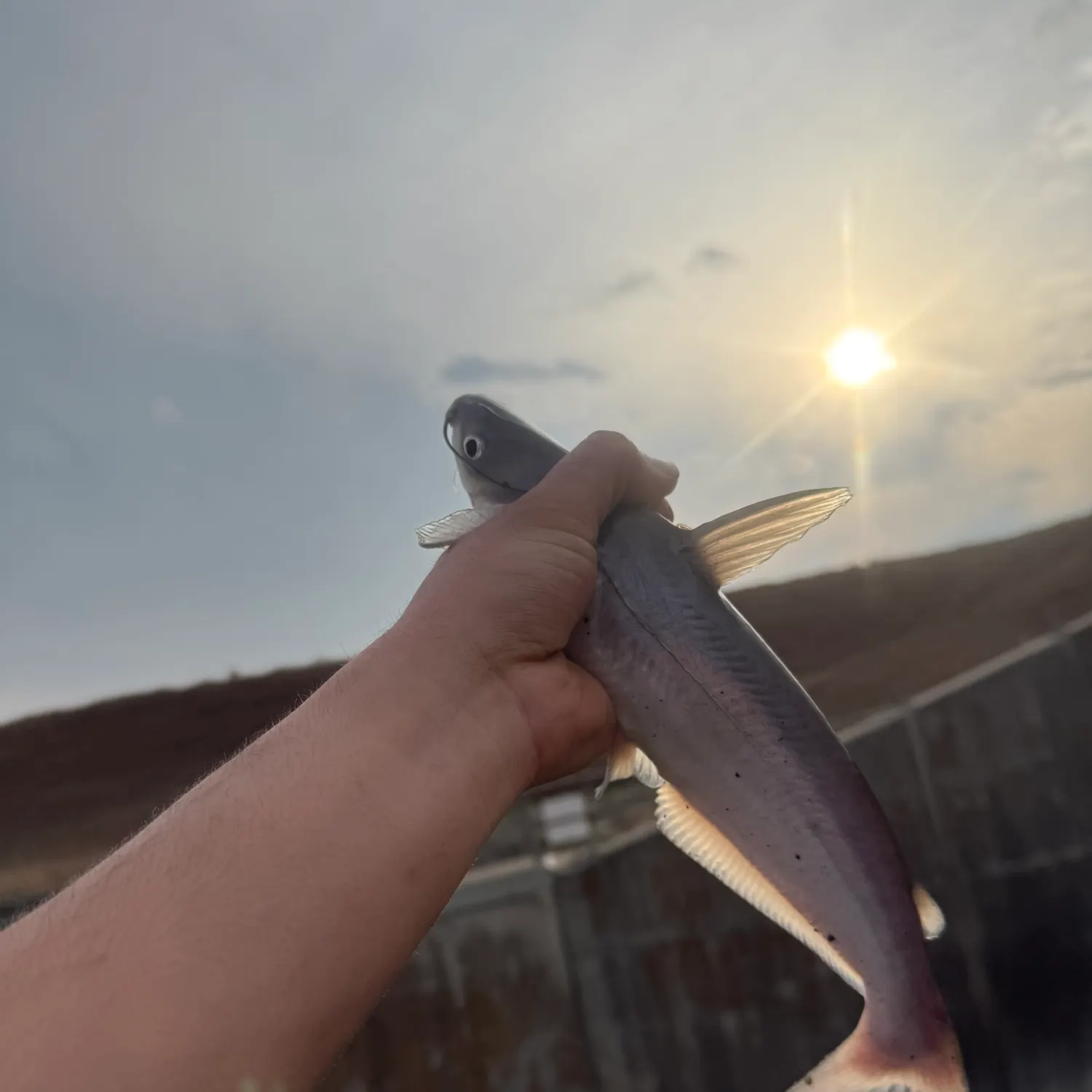 The most recent Blue catfish catches on Fishbrain