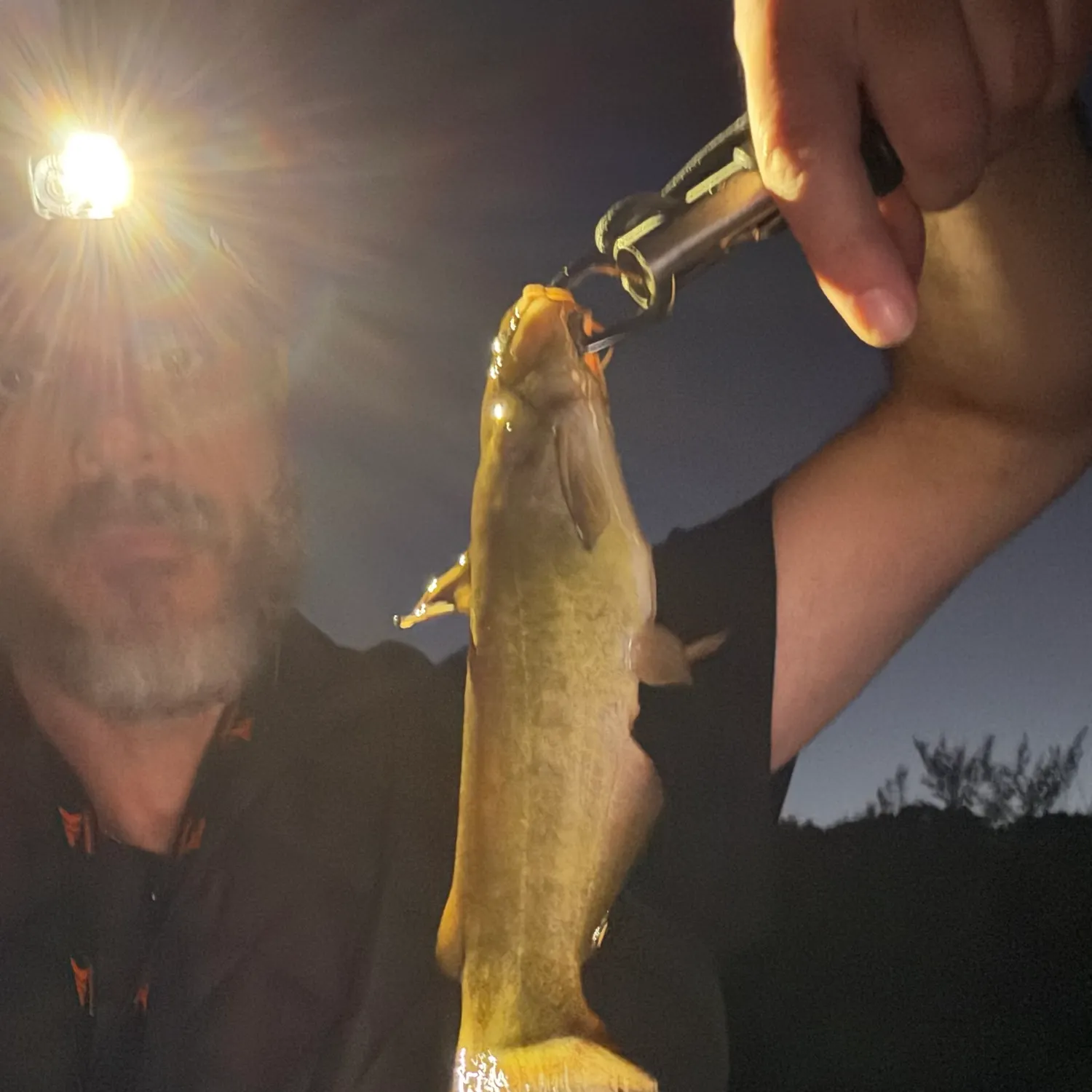 Yellow bullhead caught on Fishbrain