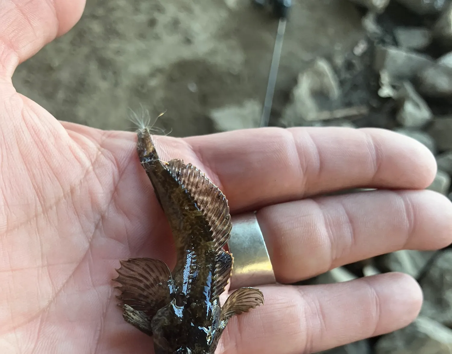 Longspined bullhead