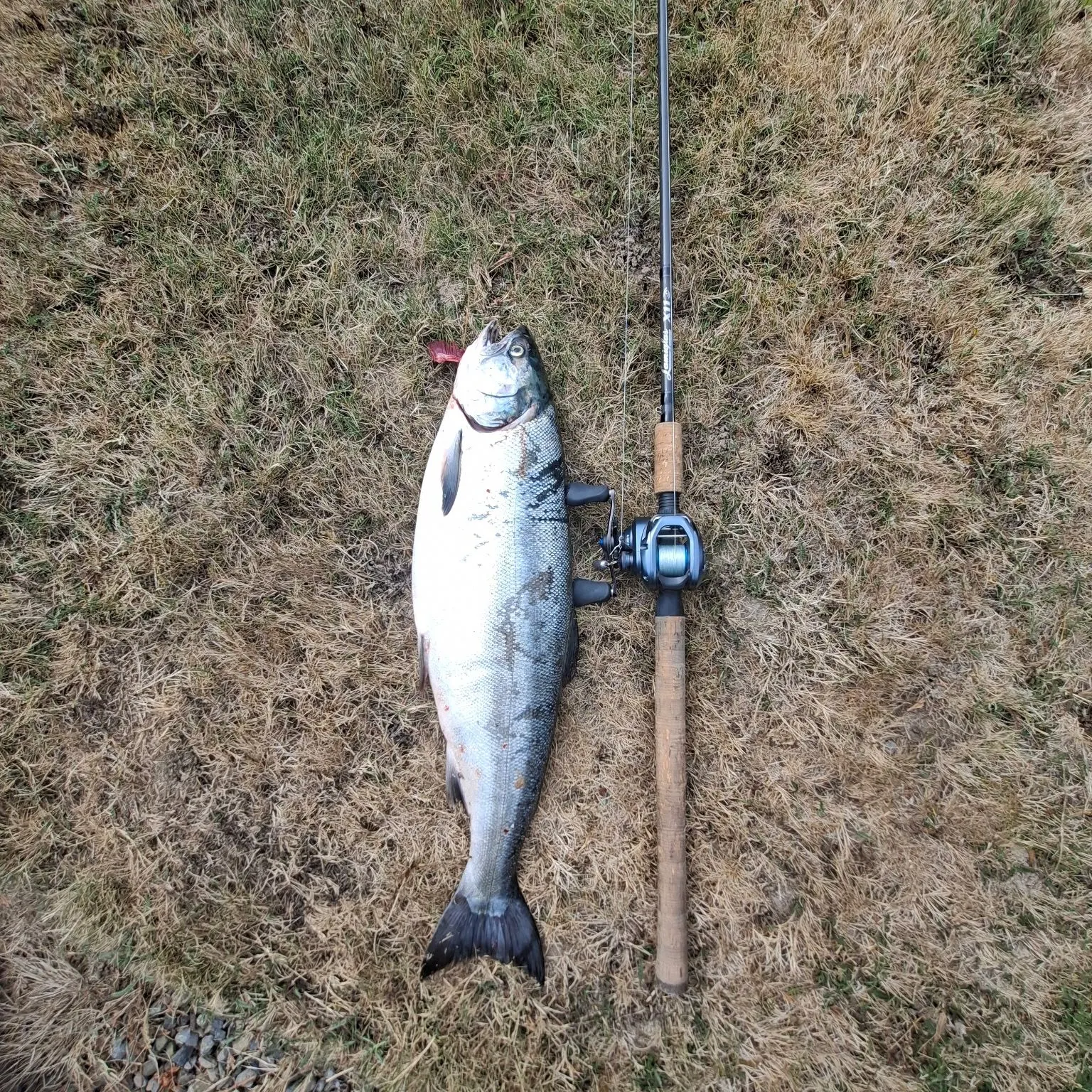 The most recent Coho salmon catches on Fishbrain