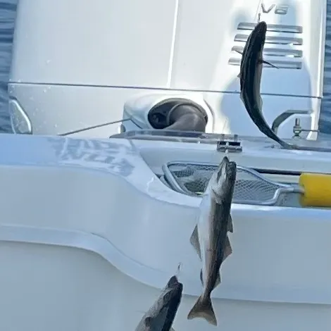 The most recent Atlantic pollock catches on Fishbrain