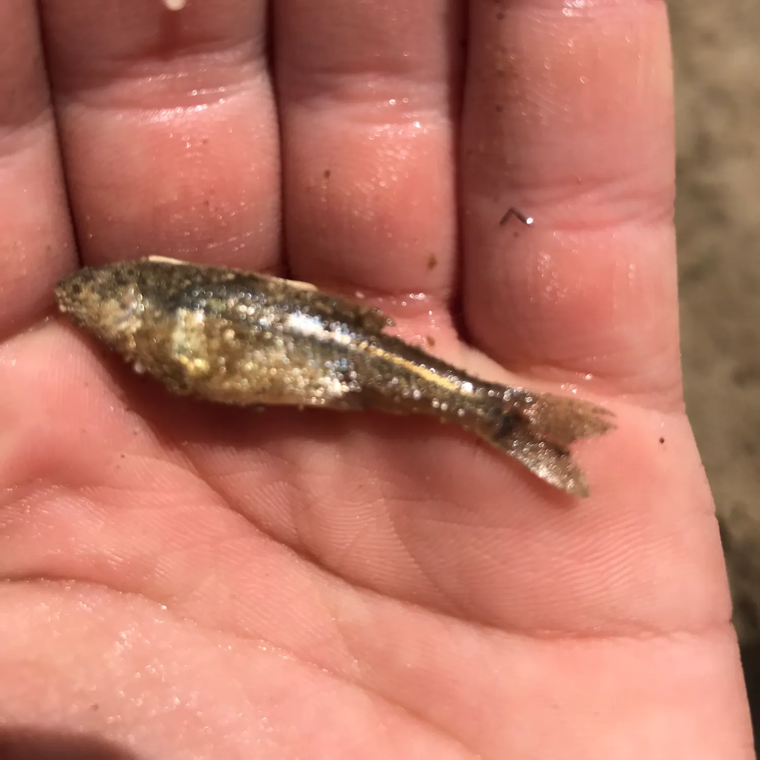The most recent Bluntnose minnow catches on Fishbrain