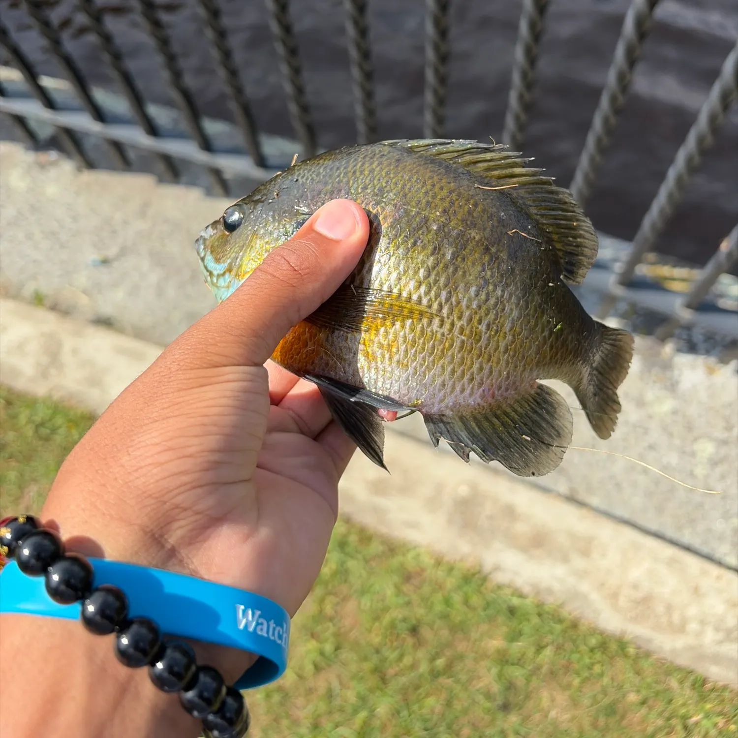 Bluegill caught on Fishbrain