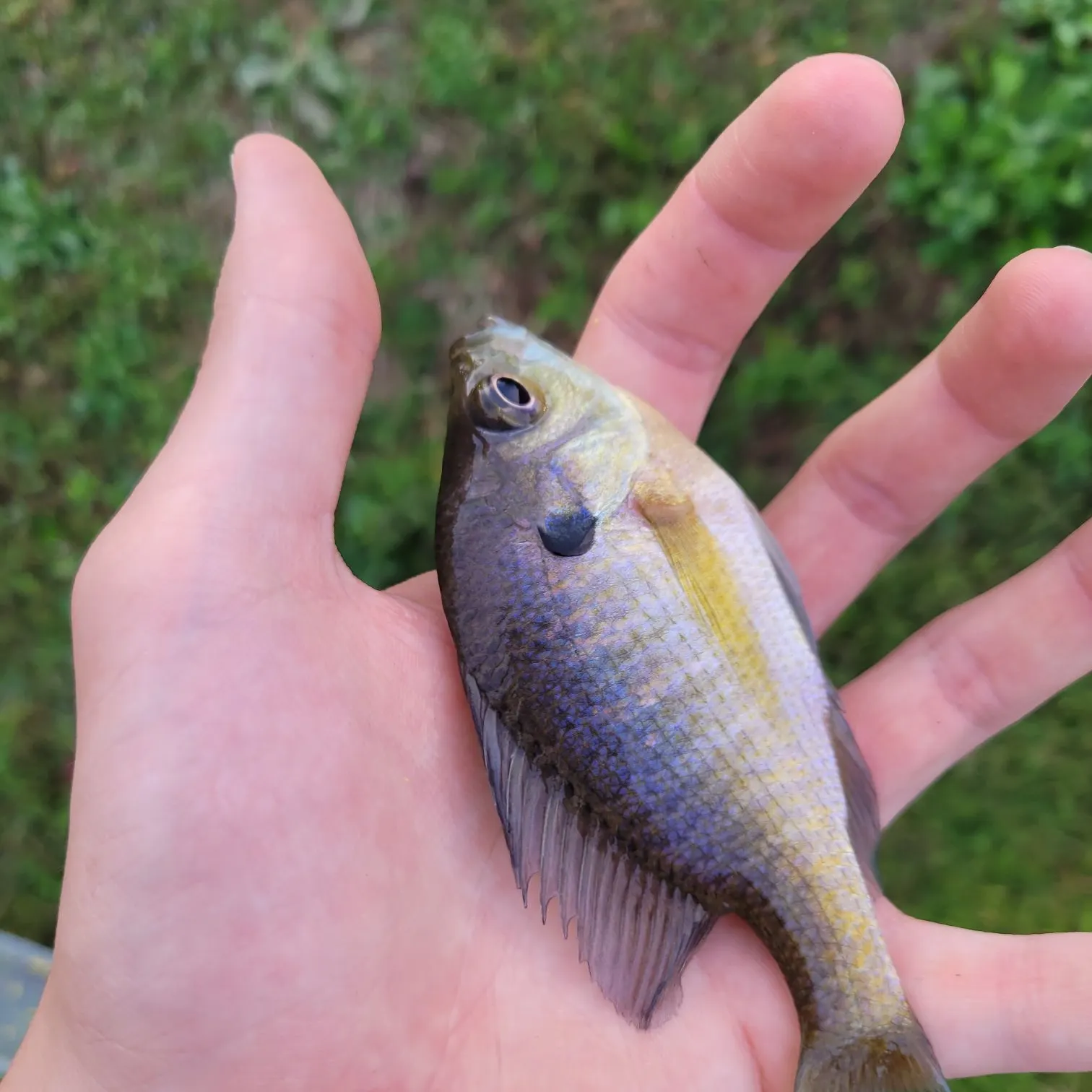 Bluegill caught on Fishbrain