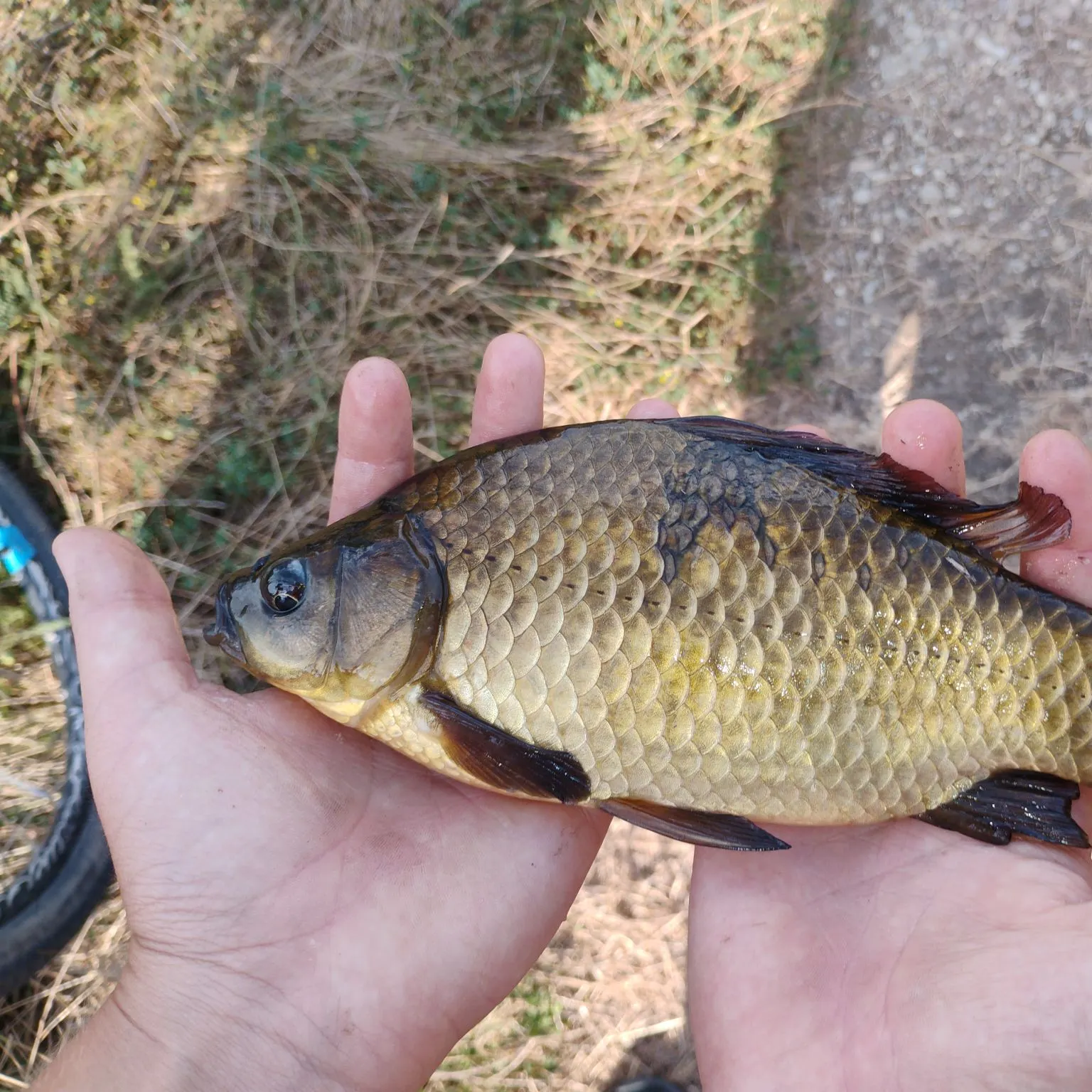 Fish caught on Fishbrain
