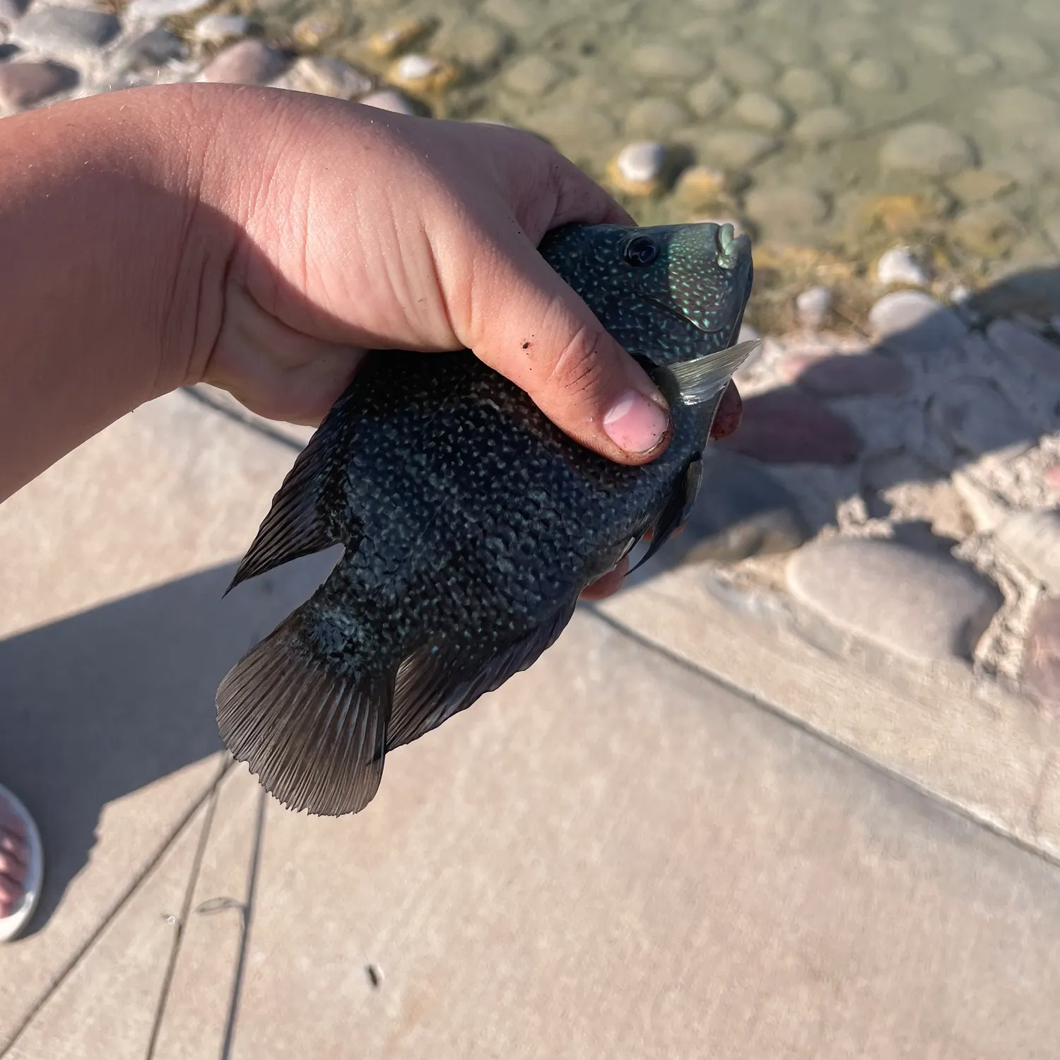 Rio Grande cichlid caught on Fishbrain
