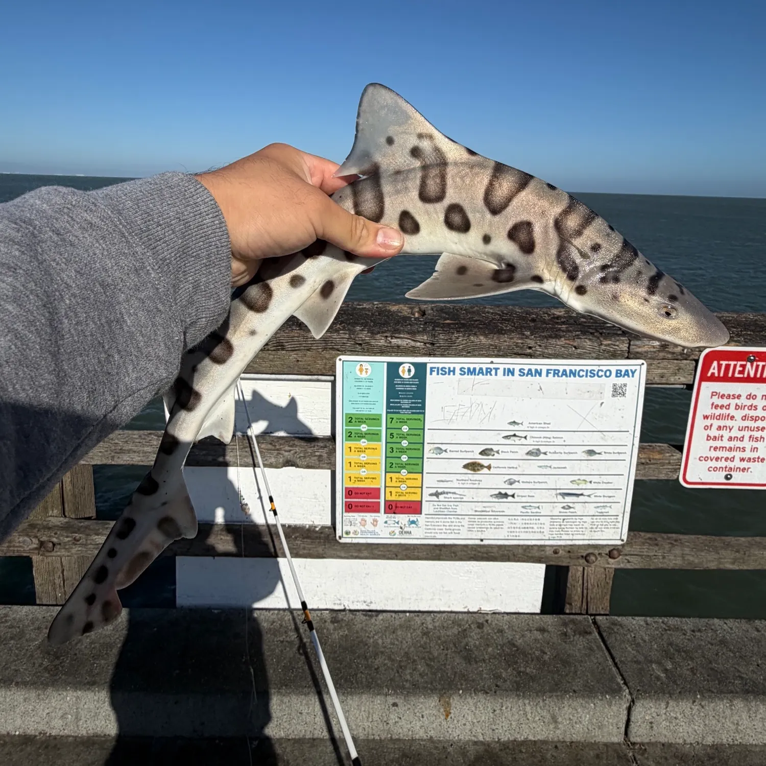 Leopard shark caught on Fishbrain