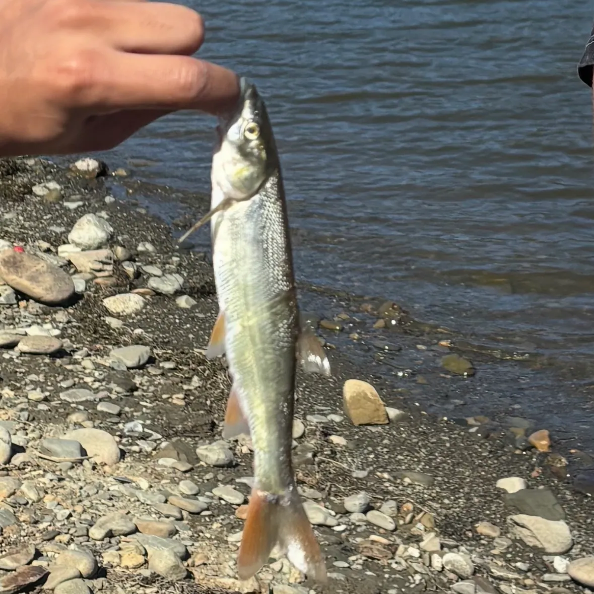 The most recent Colorado pikeminnow catches on Fishbrain