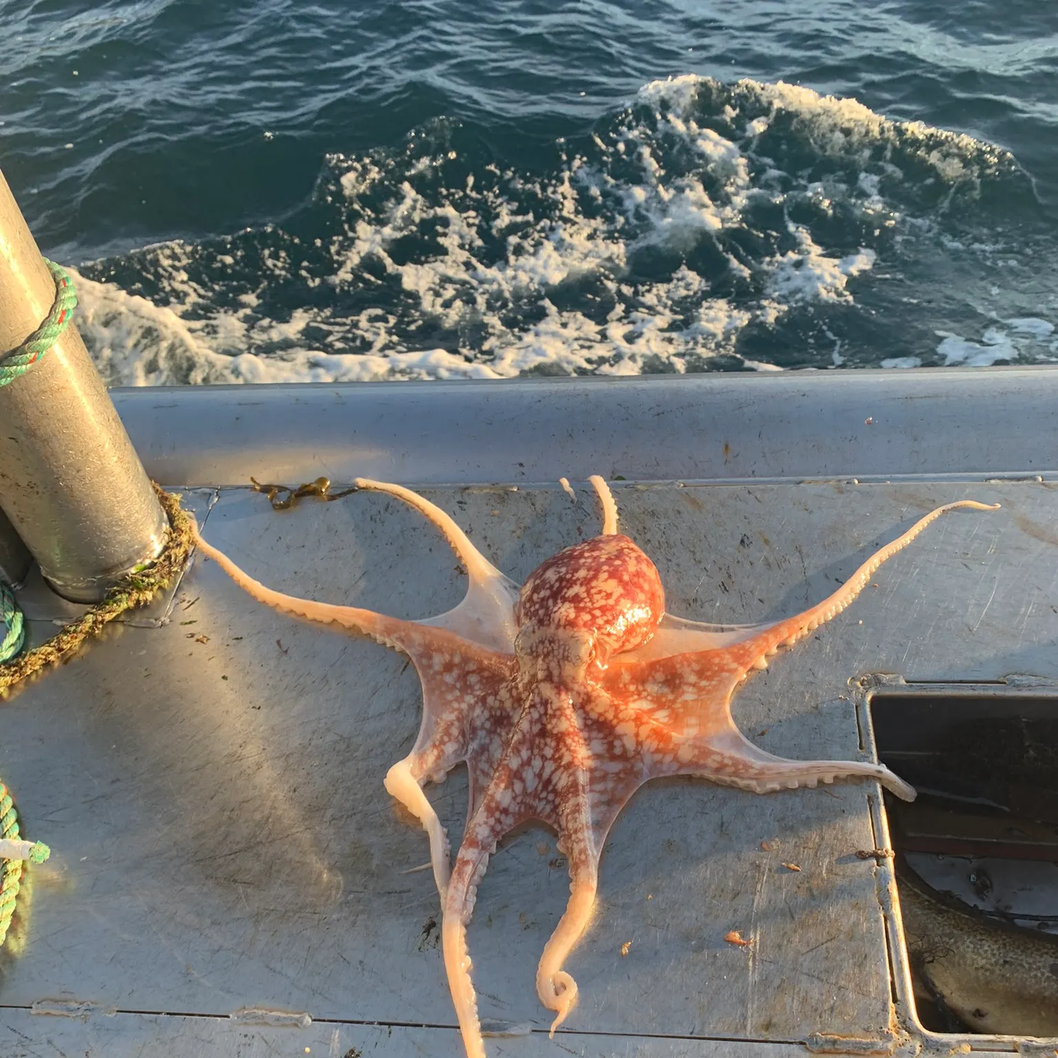The most recent Common octopus catches on Fishbrain