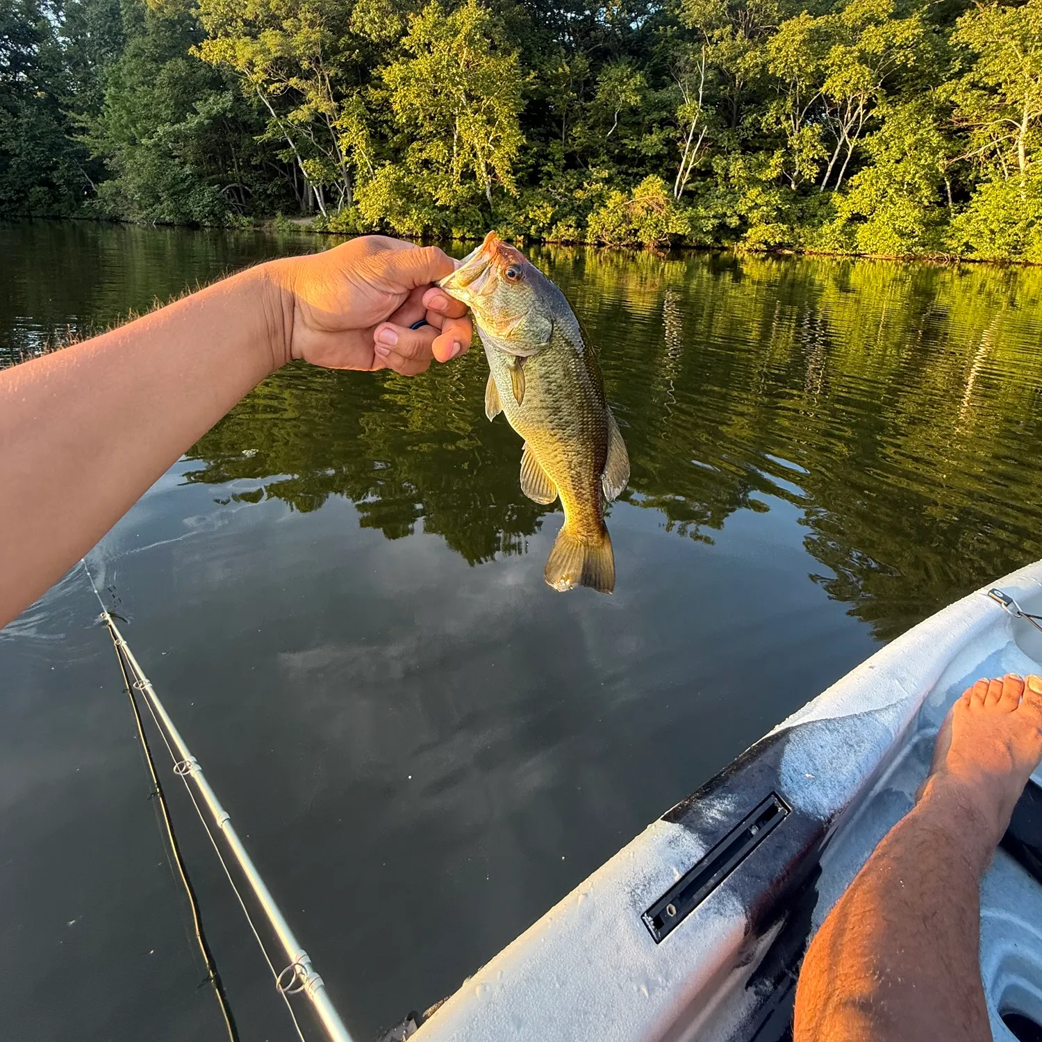 Largemouth bass caught on Fishbrain