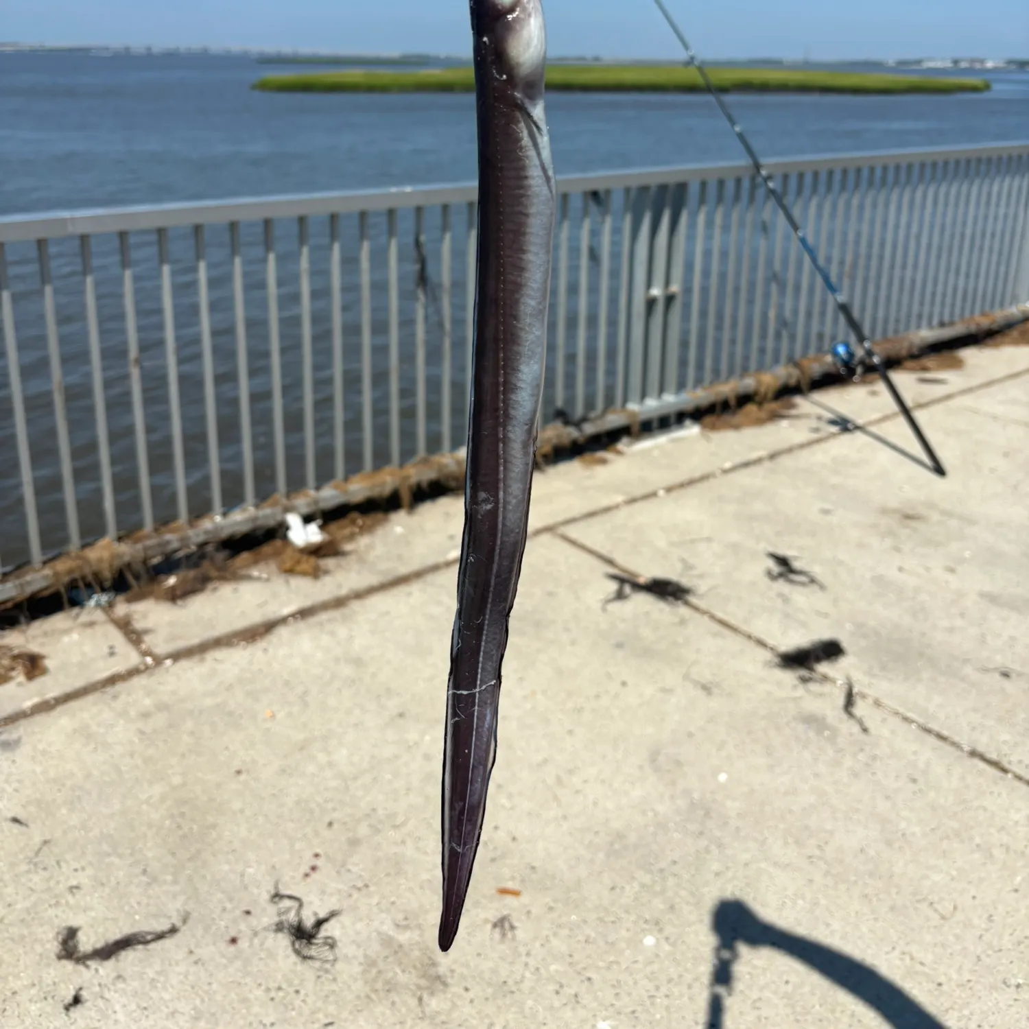 The most recent Longfin African conger catches on Fishbrain