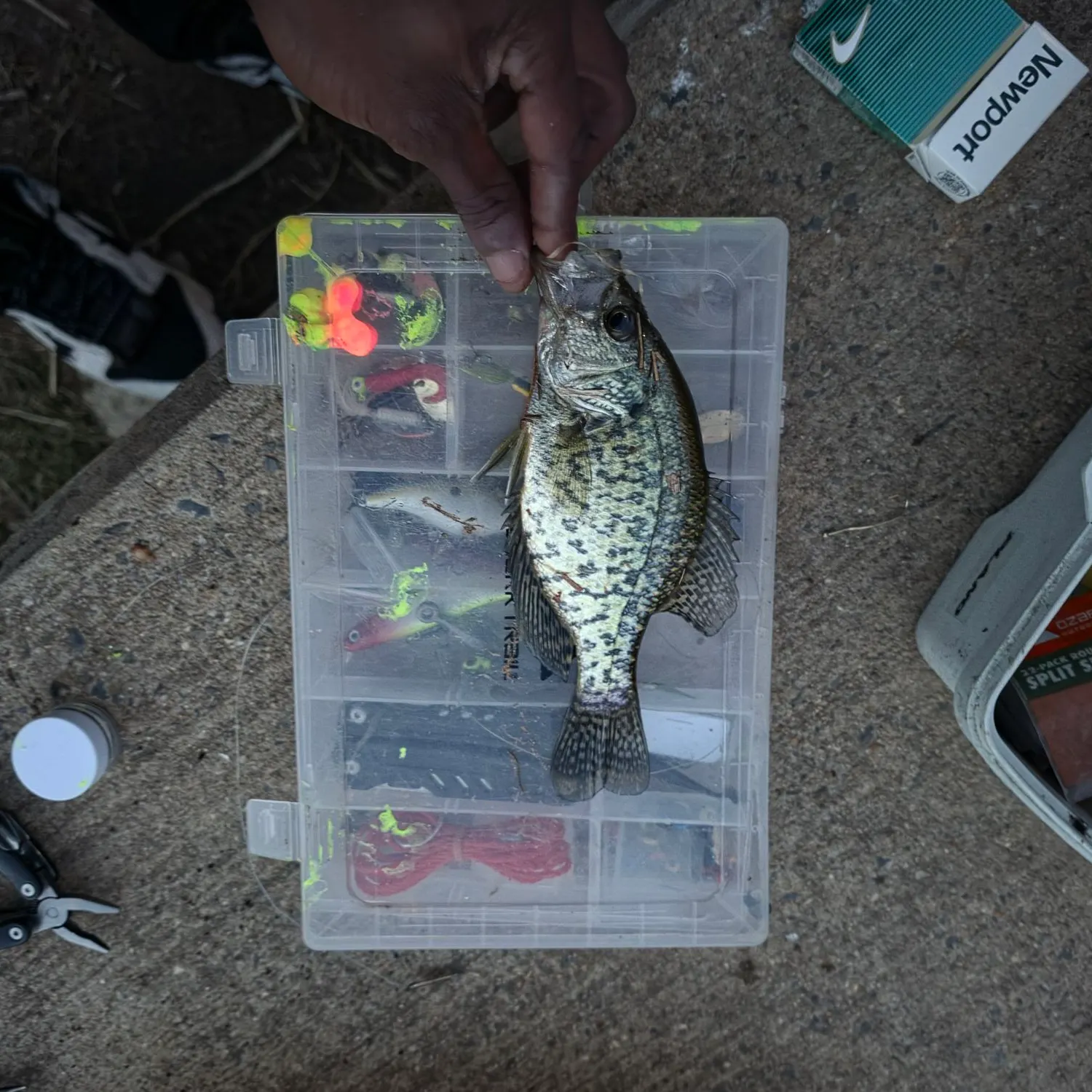 recently logged catches