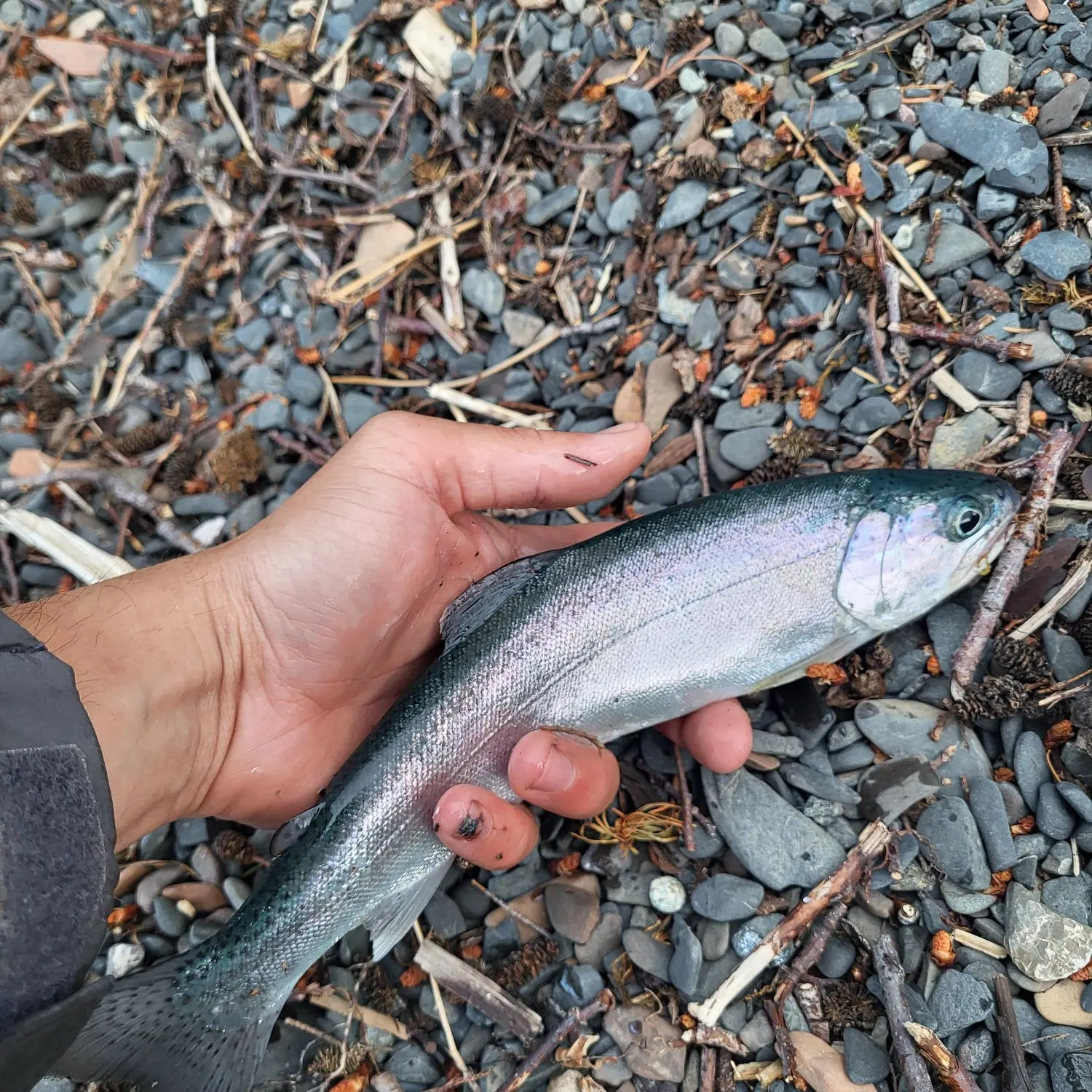 The most recent Lake Crescent cutthroat trout catches on Fishbrain