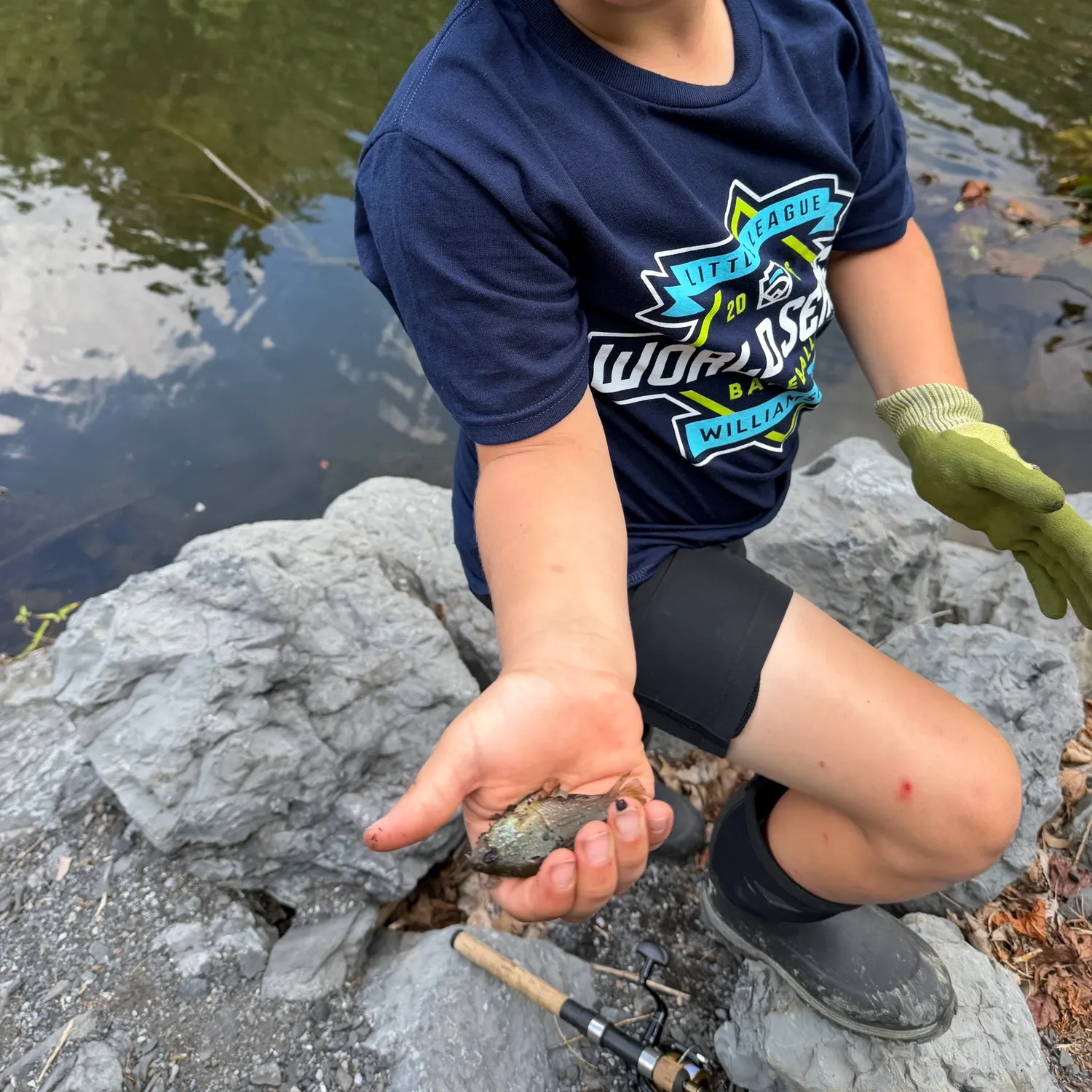 Bluegill caught on Fishbrain