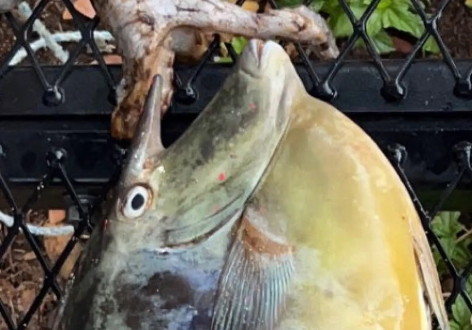 Bluespine unicornfish