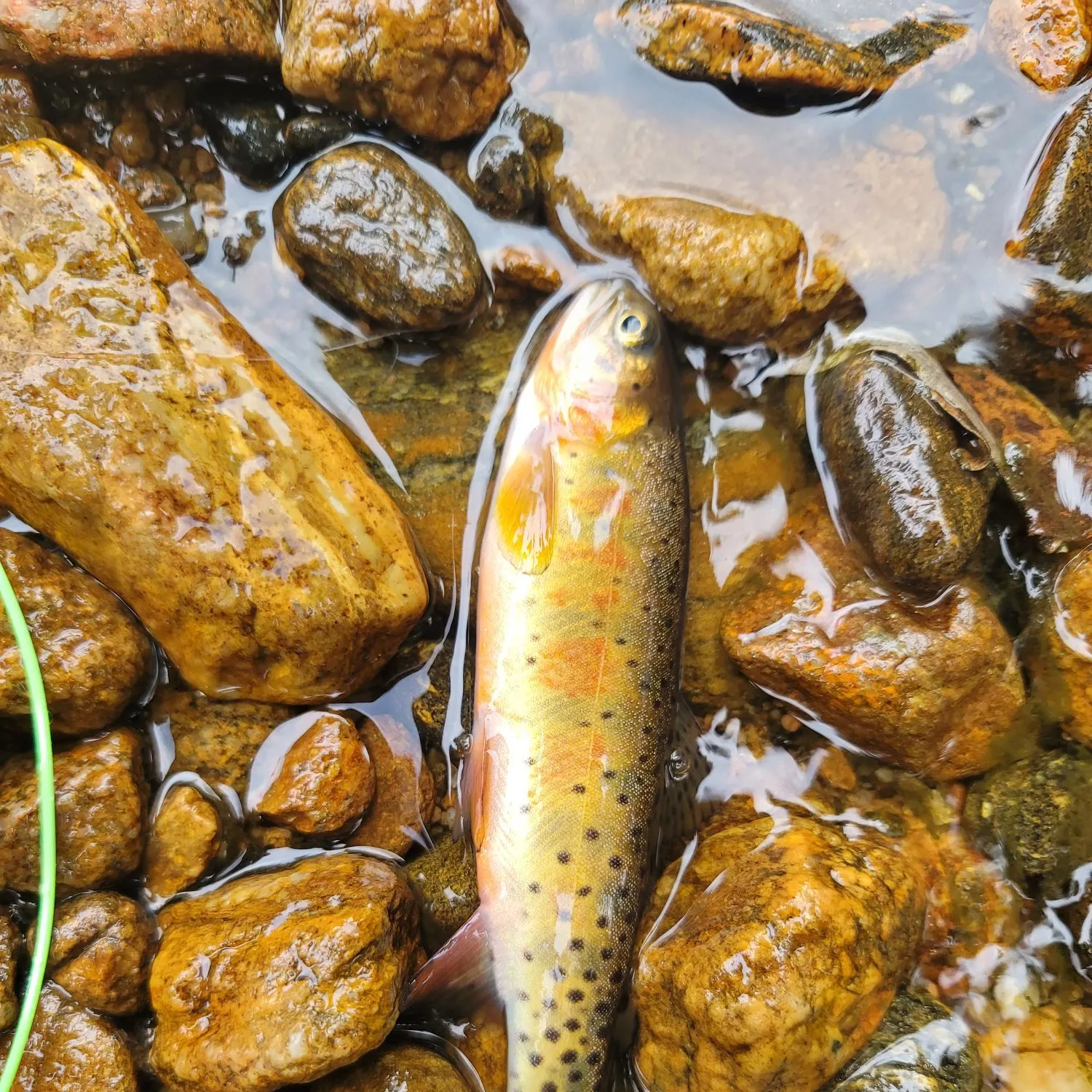 Cutthroat trout caught on Fishbrain