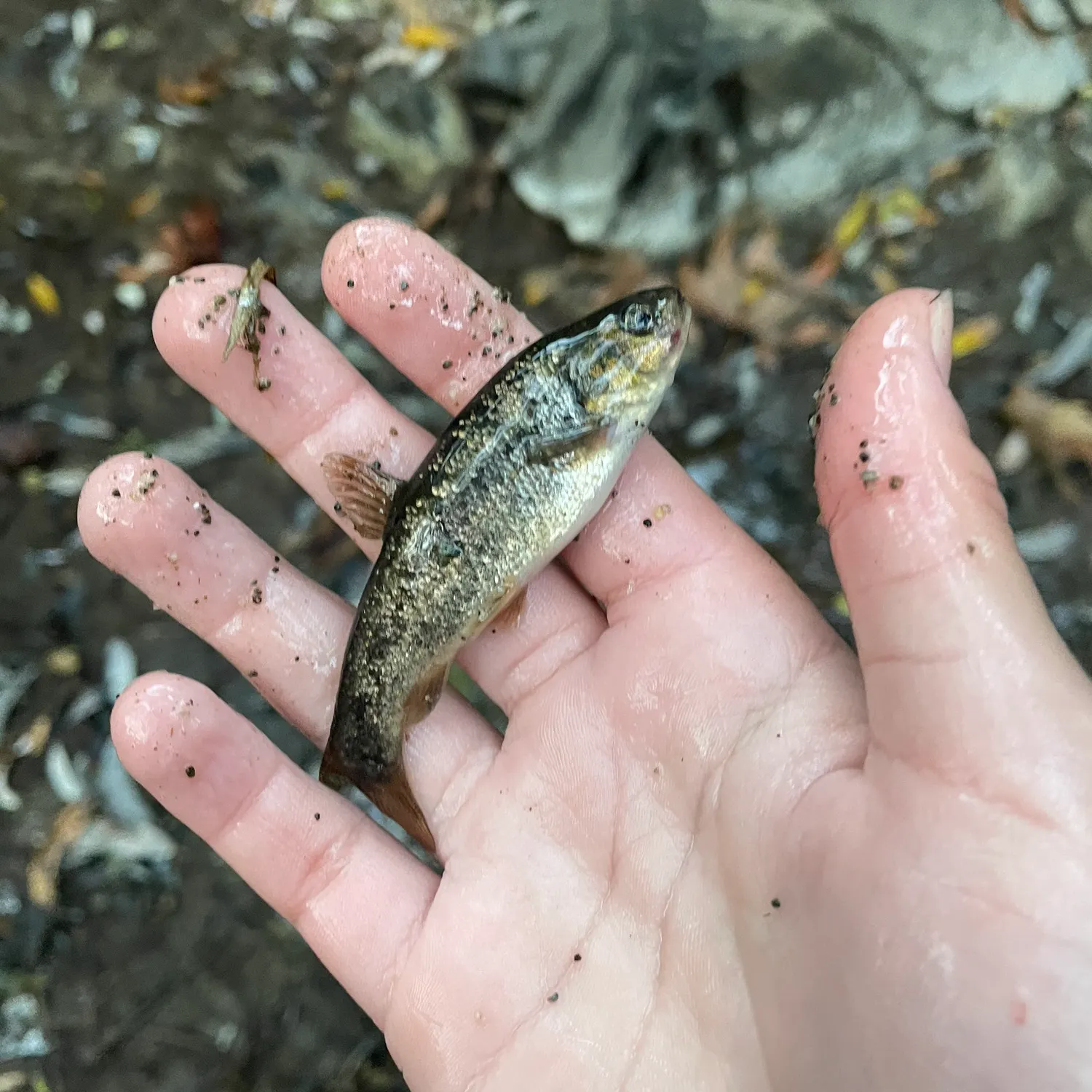 The most recent Arroyo chub catches on Fishbrain