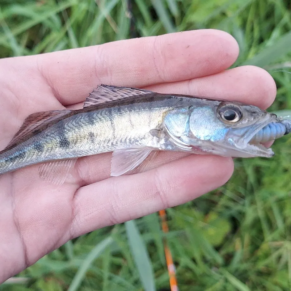Zander caught on Fishbrain