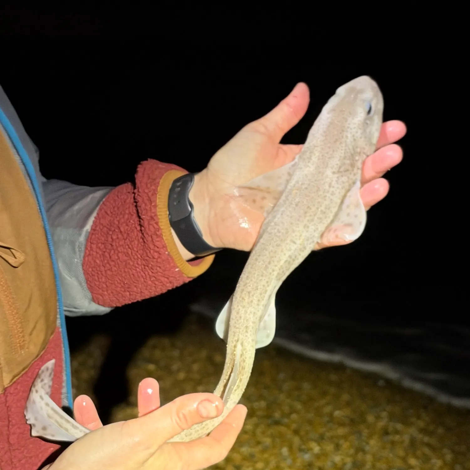 Lesser spotted dogfish caught on Fishbrain