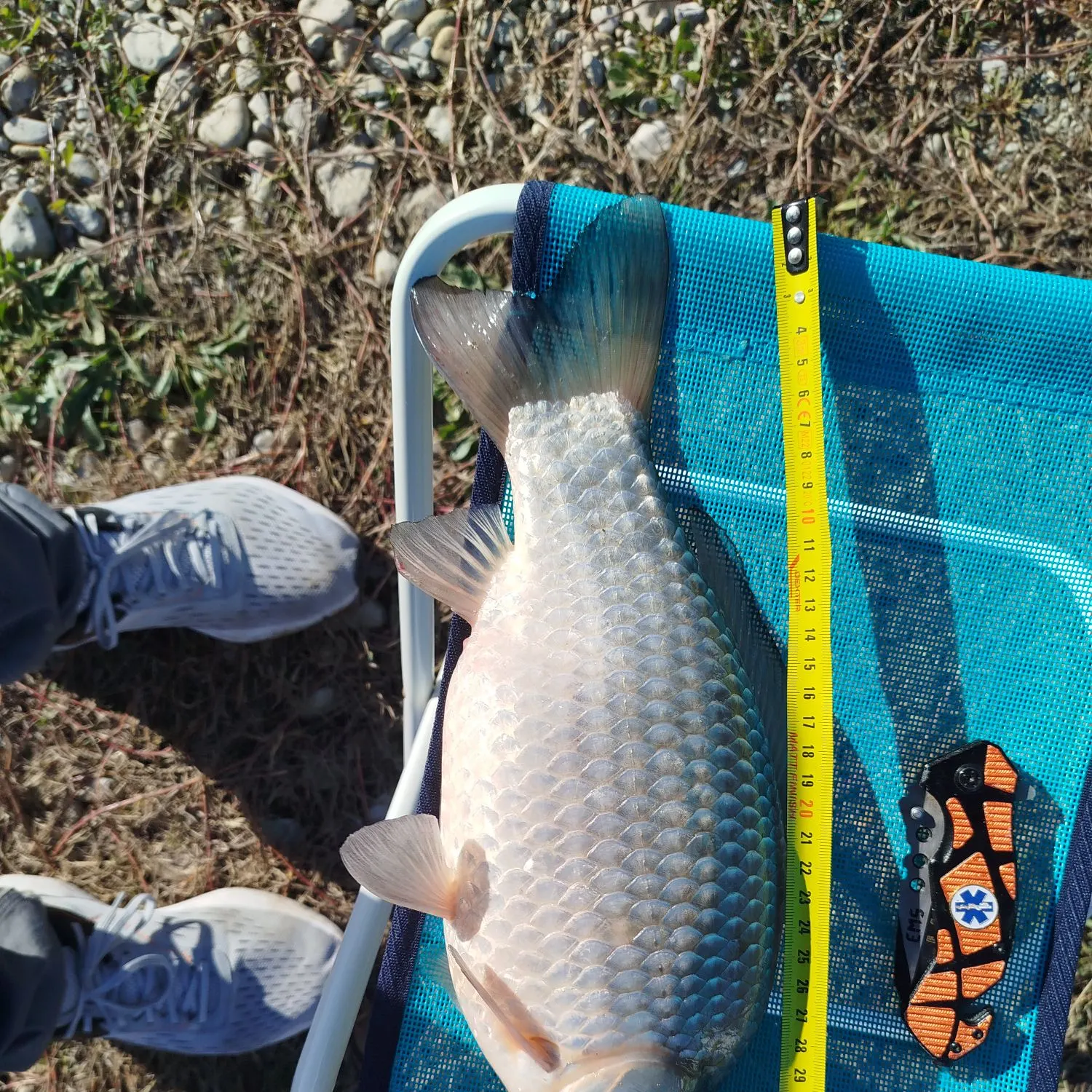 The most recent Japanese white crucian carp catches on Fishbrain