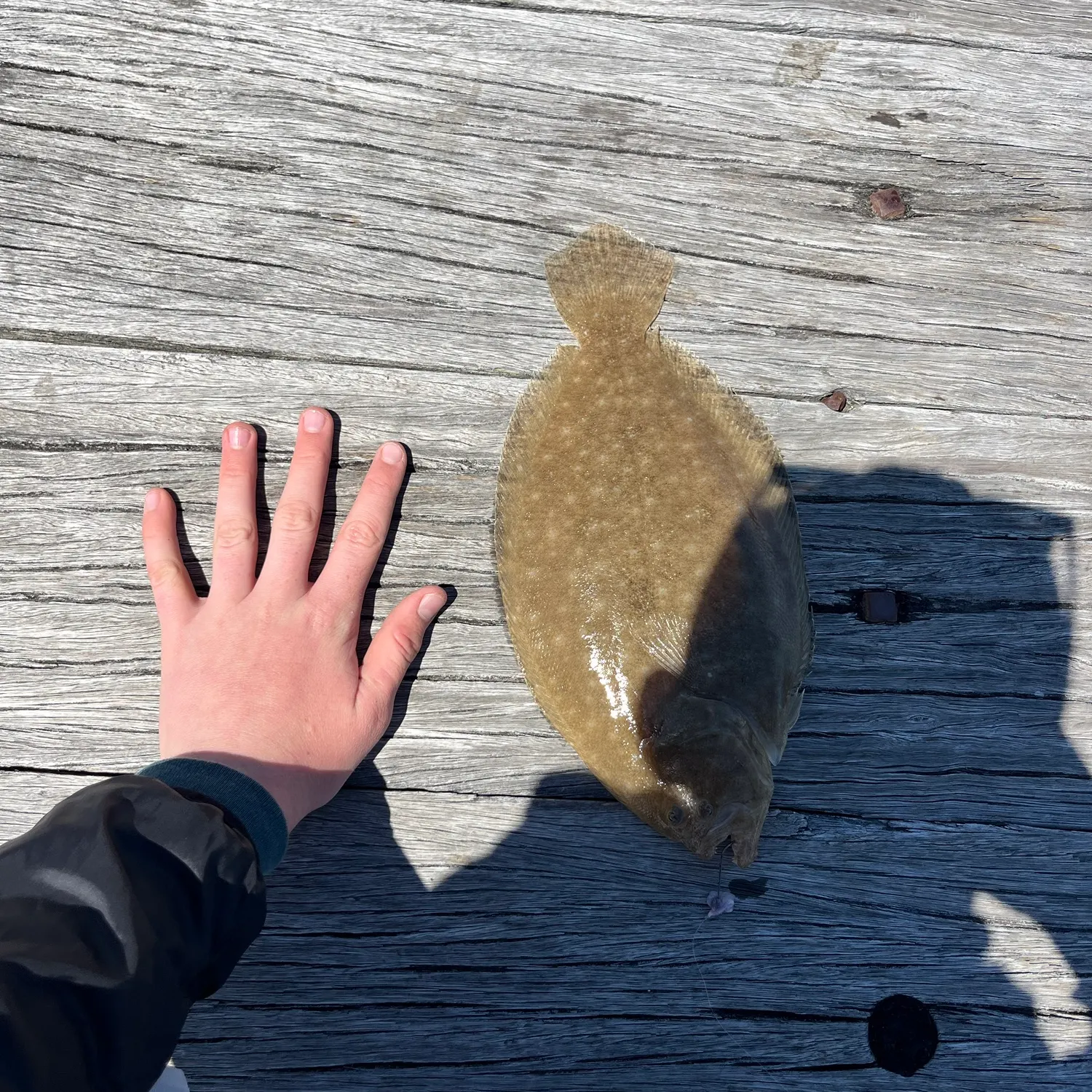 Summer flounder caught on Fishbrain