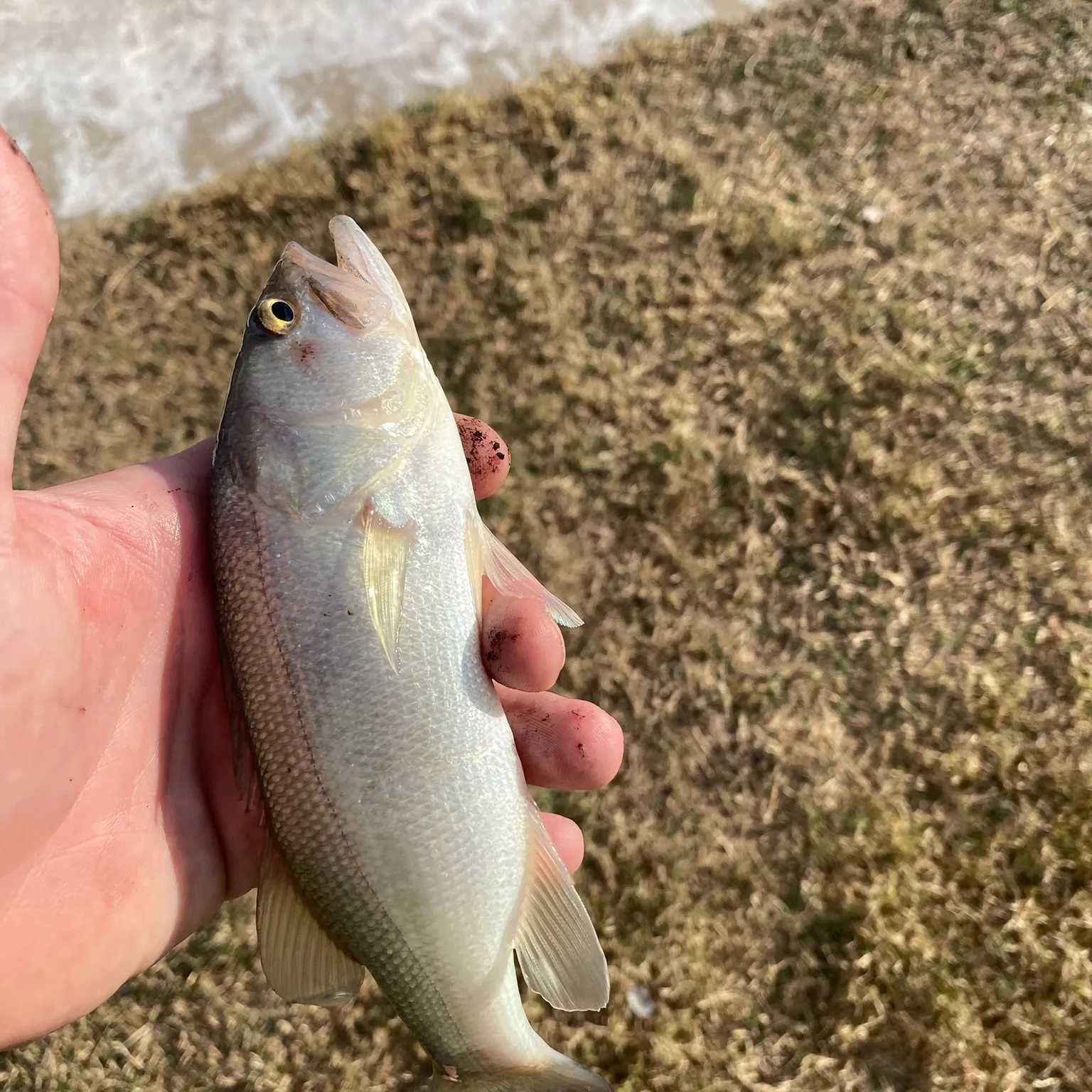The most recent Sand seatrout catches on Fishbrain