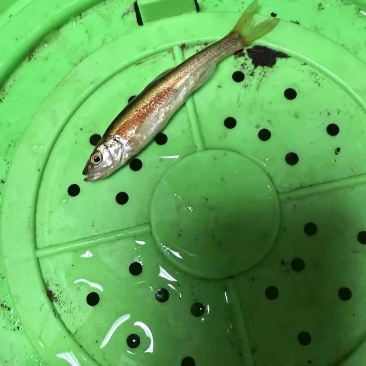 The most recent Redside dace catches on Fishbrain