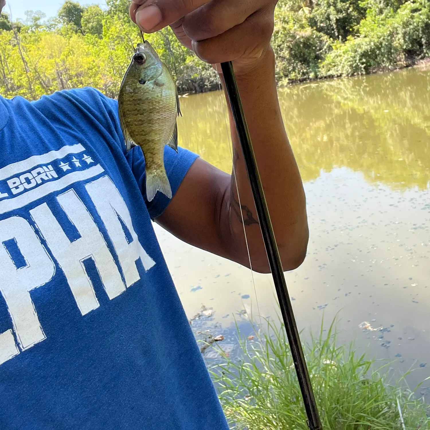 Bluegill caught on Fishbrain