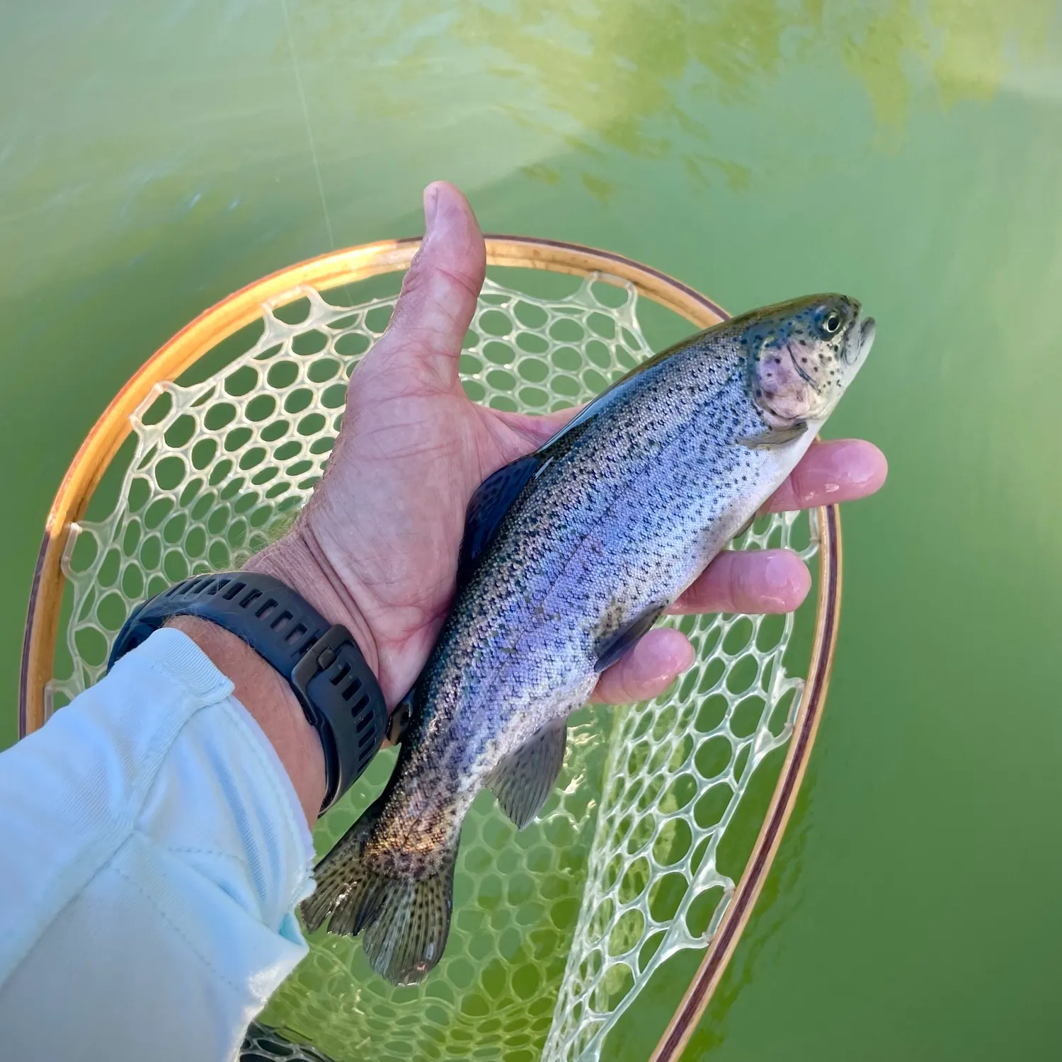 Rainbow trout caught on Fishbrain
