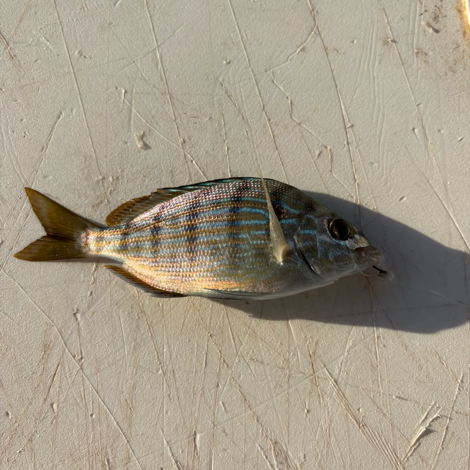Pinfish caught on Fishbrain