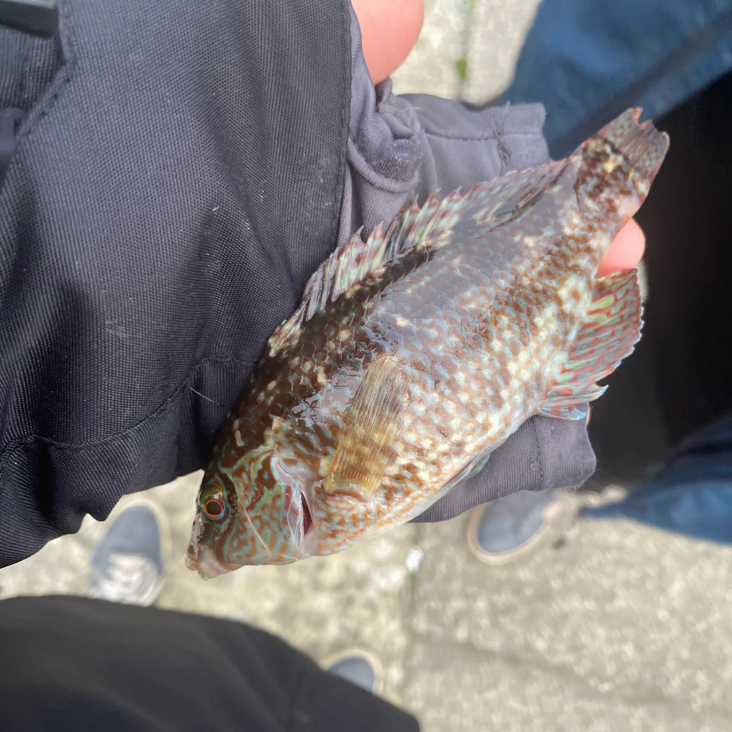 The most recent Ballan wrasse catches on Fishbrain