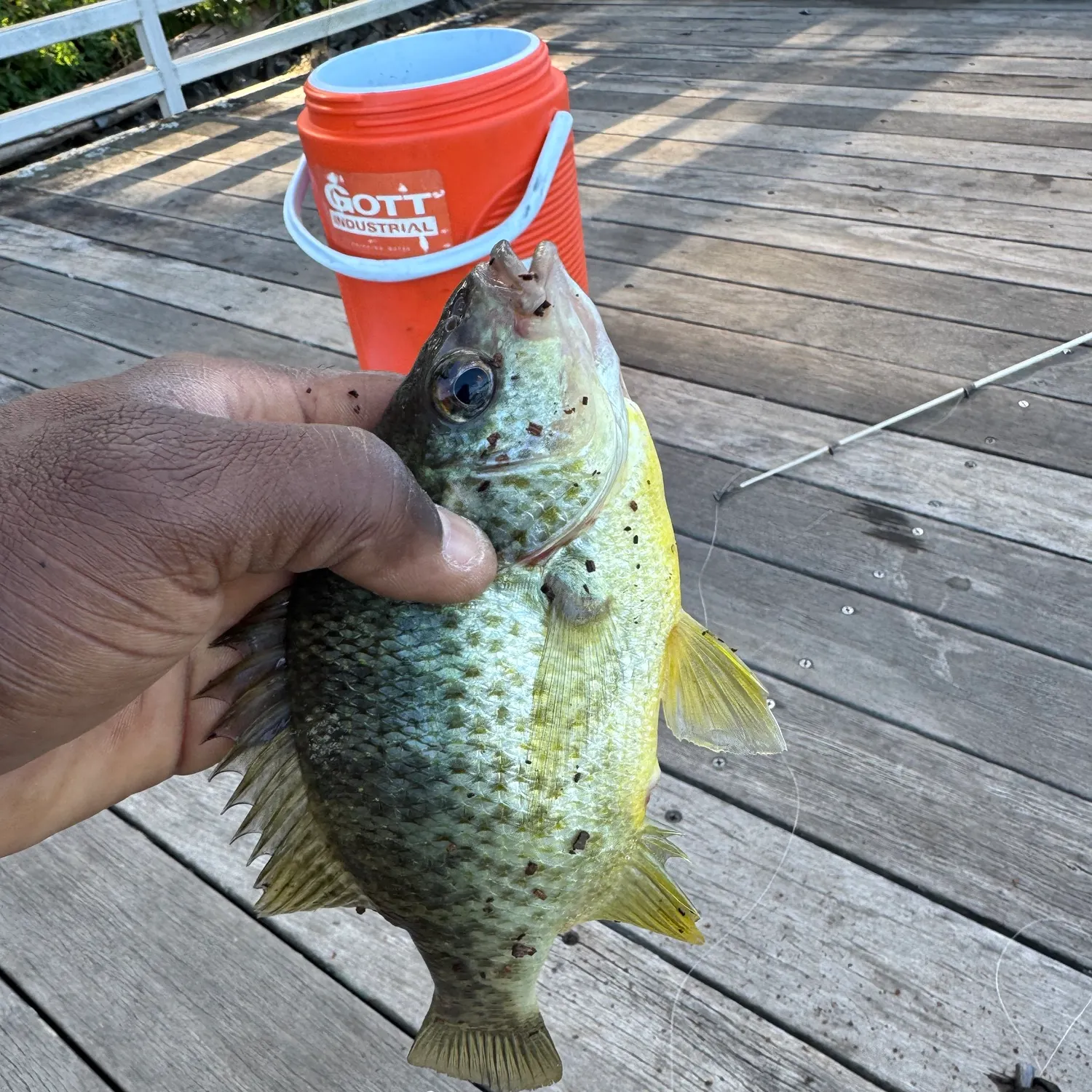 Redear sunfish caught on Fishbrain