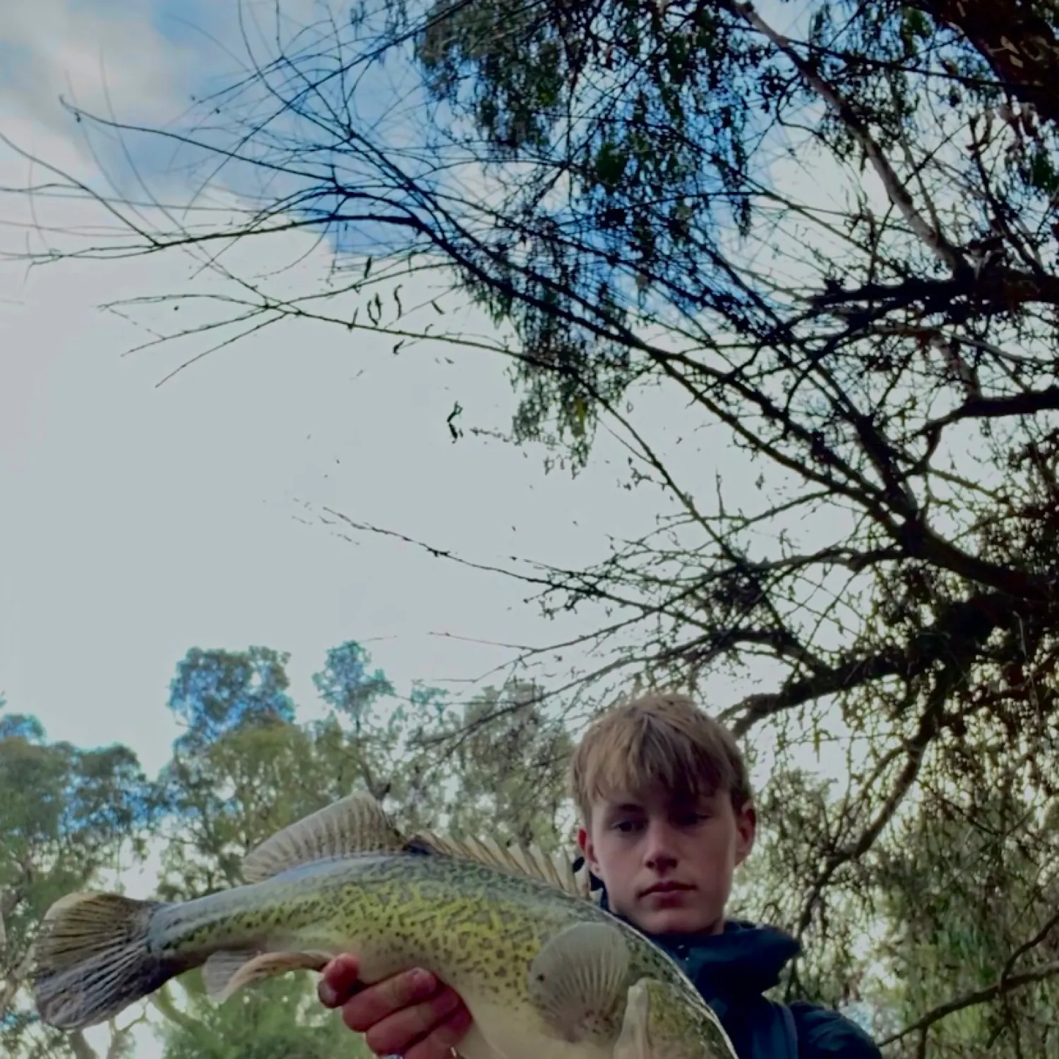 The most recent Murray cod catches on Fishbrain