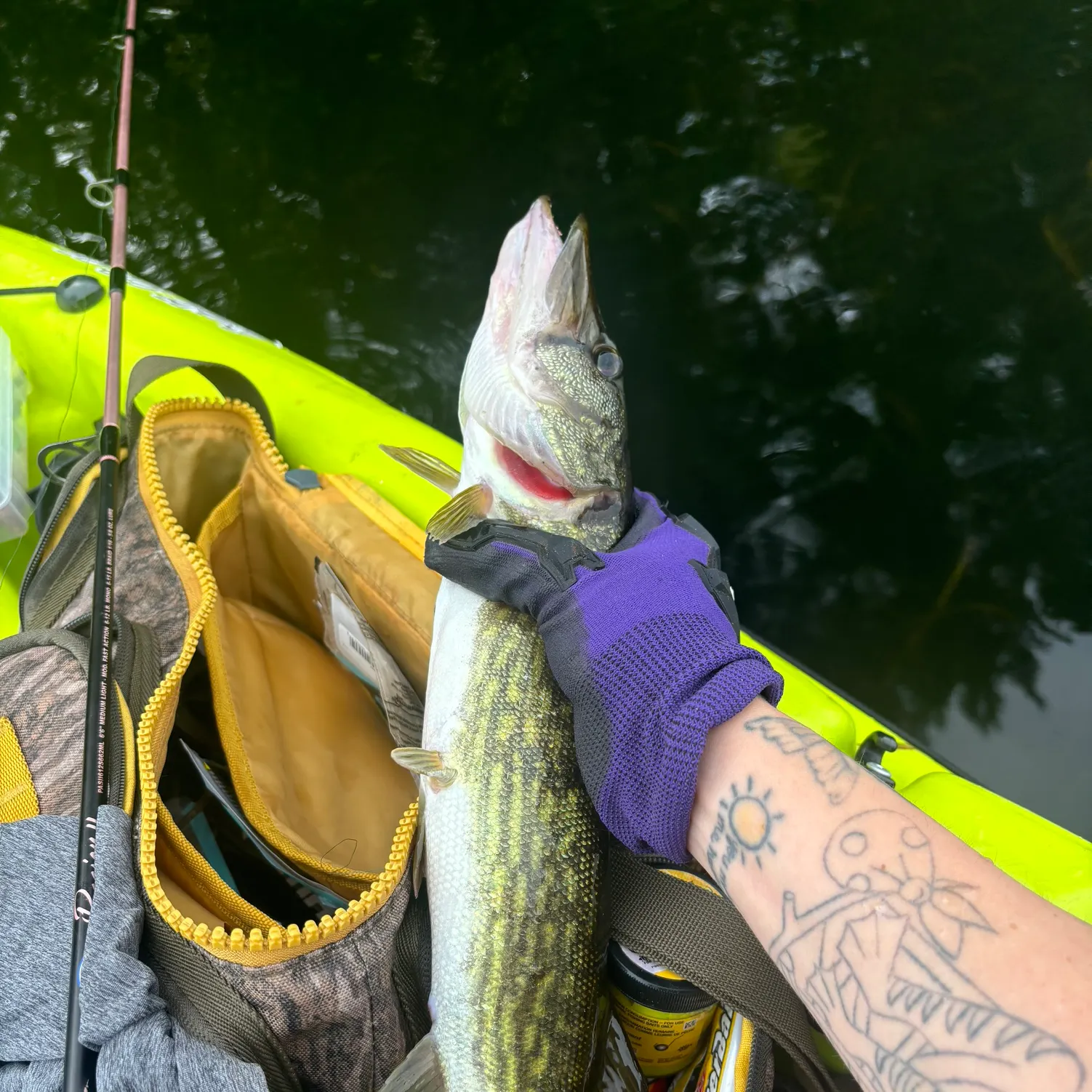 recently logged catches