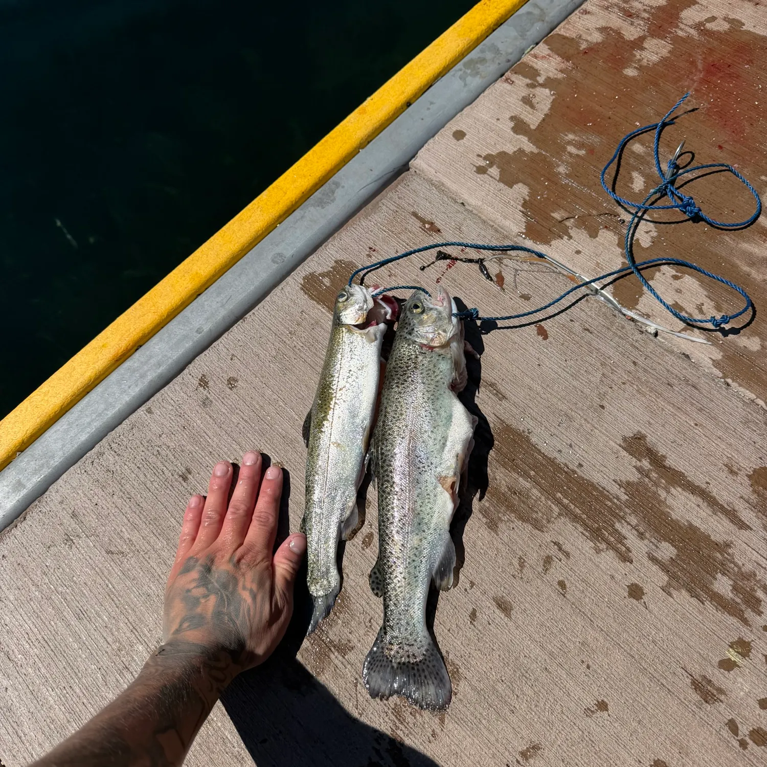 Fish caught on Fishbrain