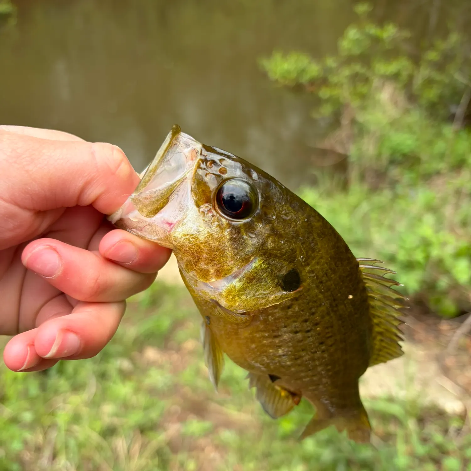 The most recent Orangespotted sunfish catches on Fishbrain