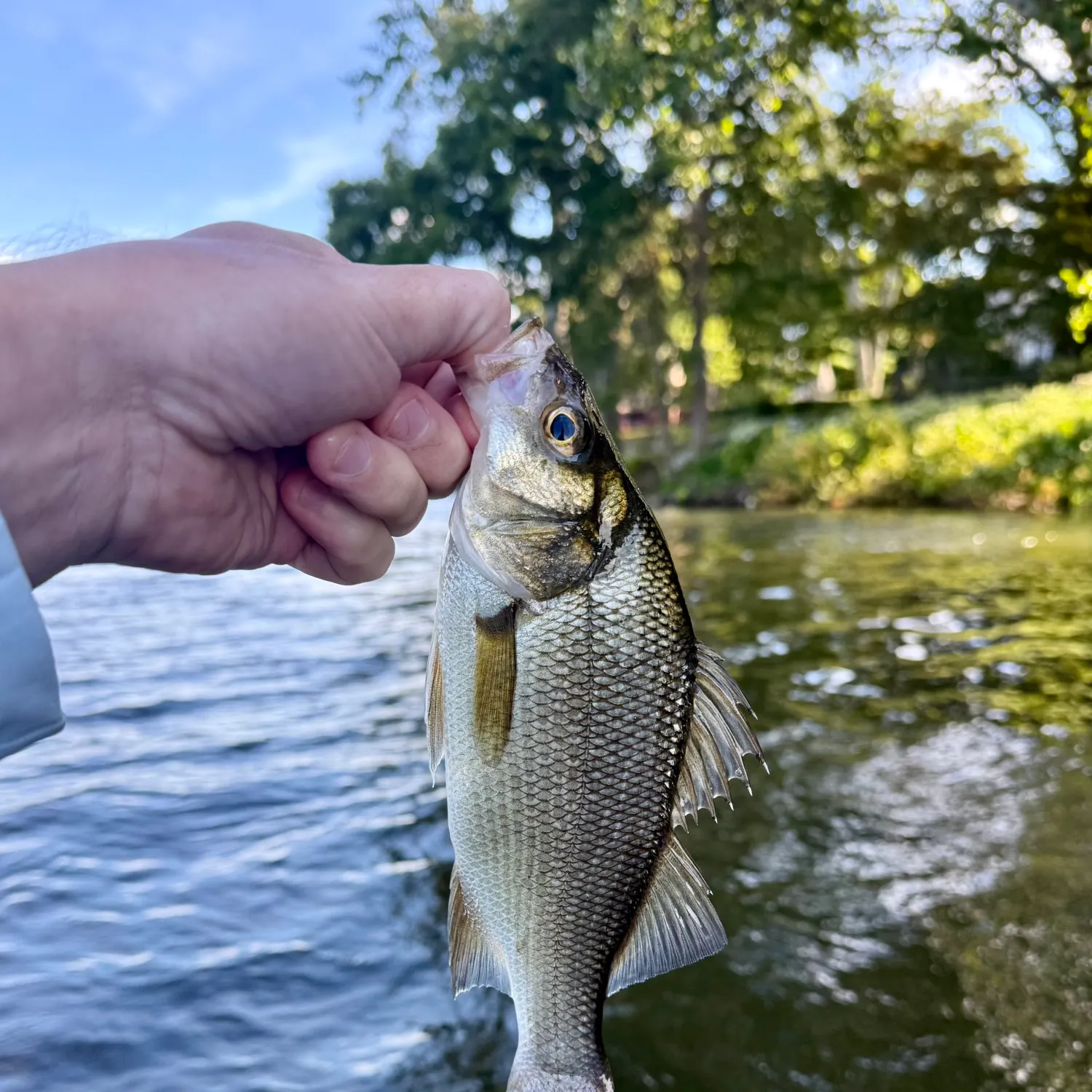 White perch caught on Fishbrain