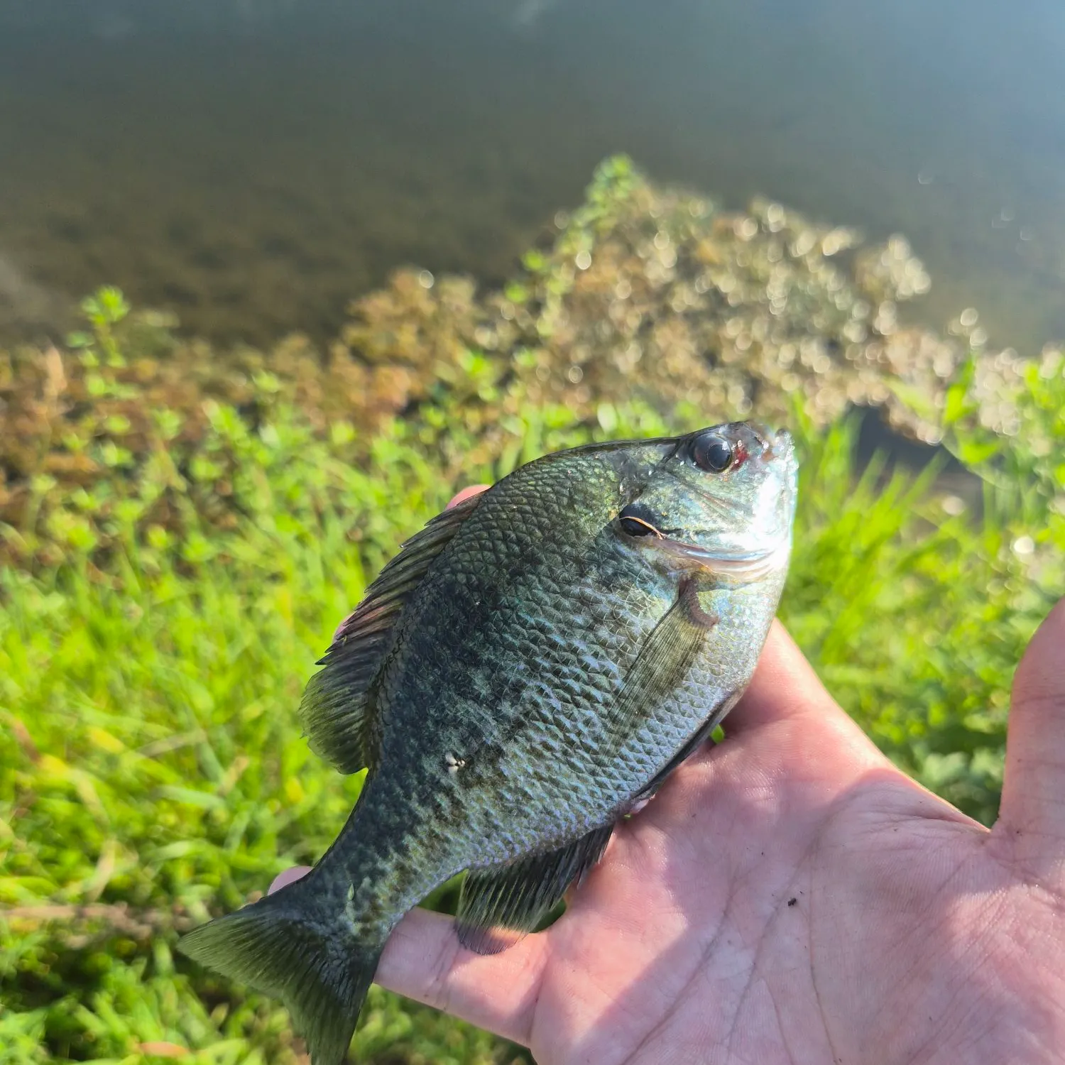 Bluegill caught on Fishbrain