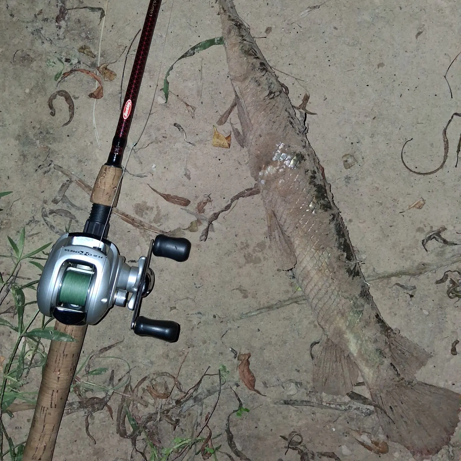 Longnose gar caught on Fishbrain