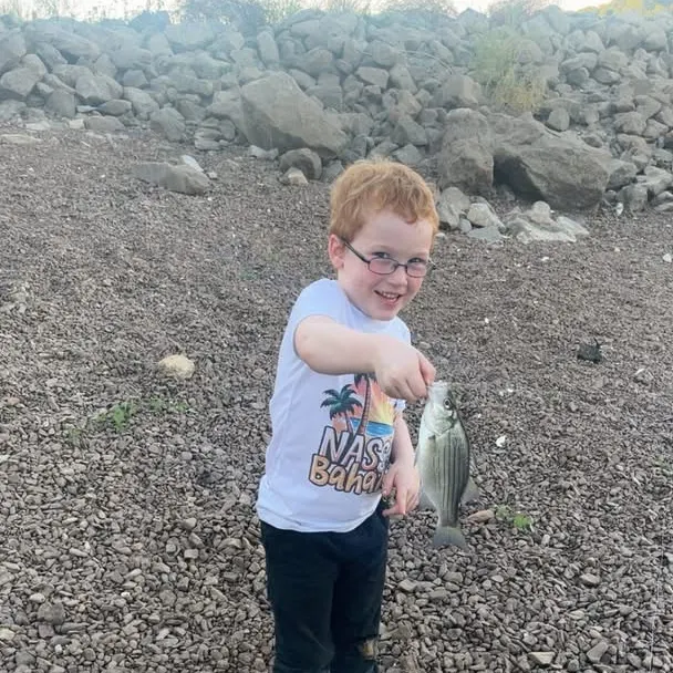 Striped bass caught on Fishbrain