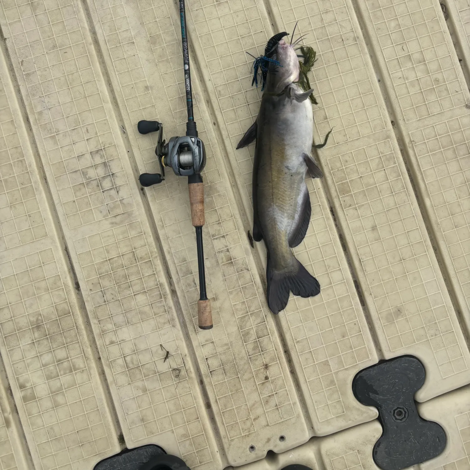 Channel catfish caught on Fishbrain