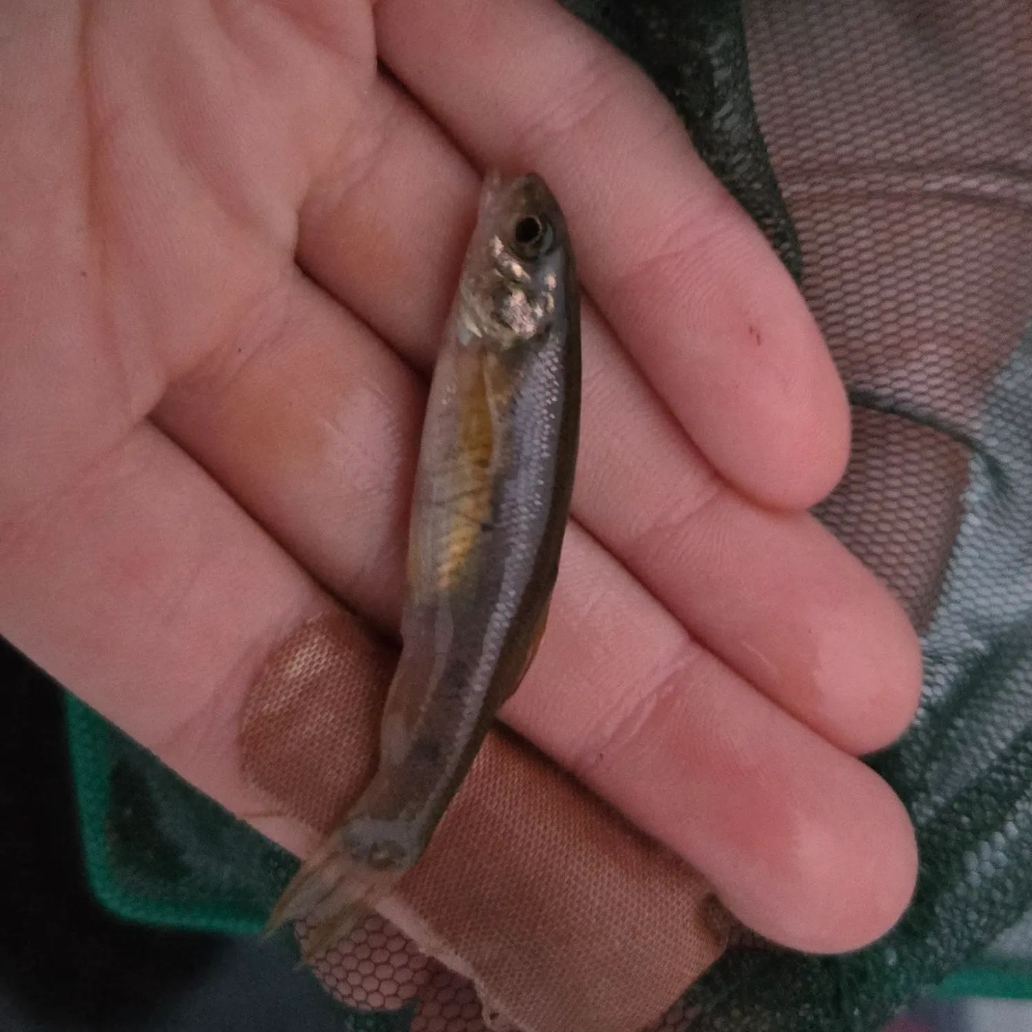 The most recent Fathead minnow catches on Fishbrain